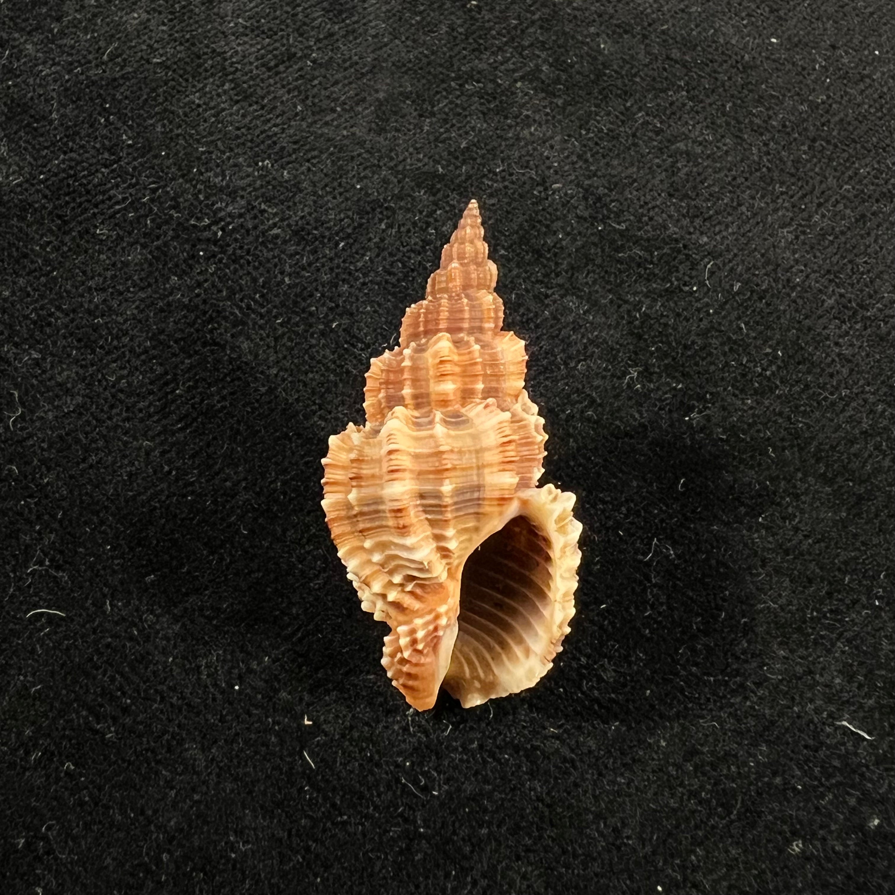 刺五加(Linnaeus,1758)- 36,7毫米