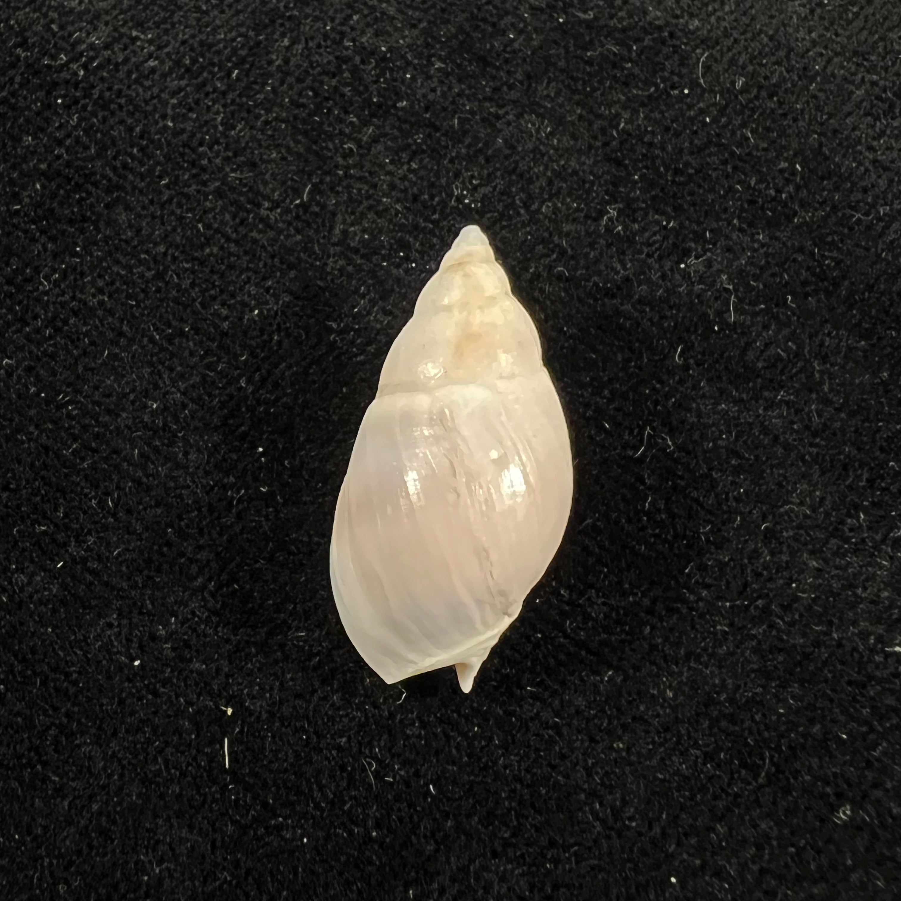 Buccinastrum duartei (Klappenbach, 1961) - 26,9mm