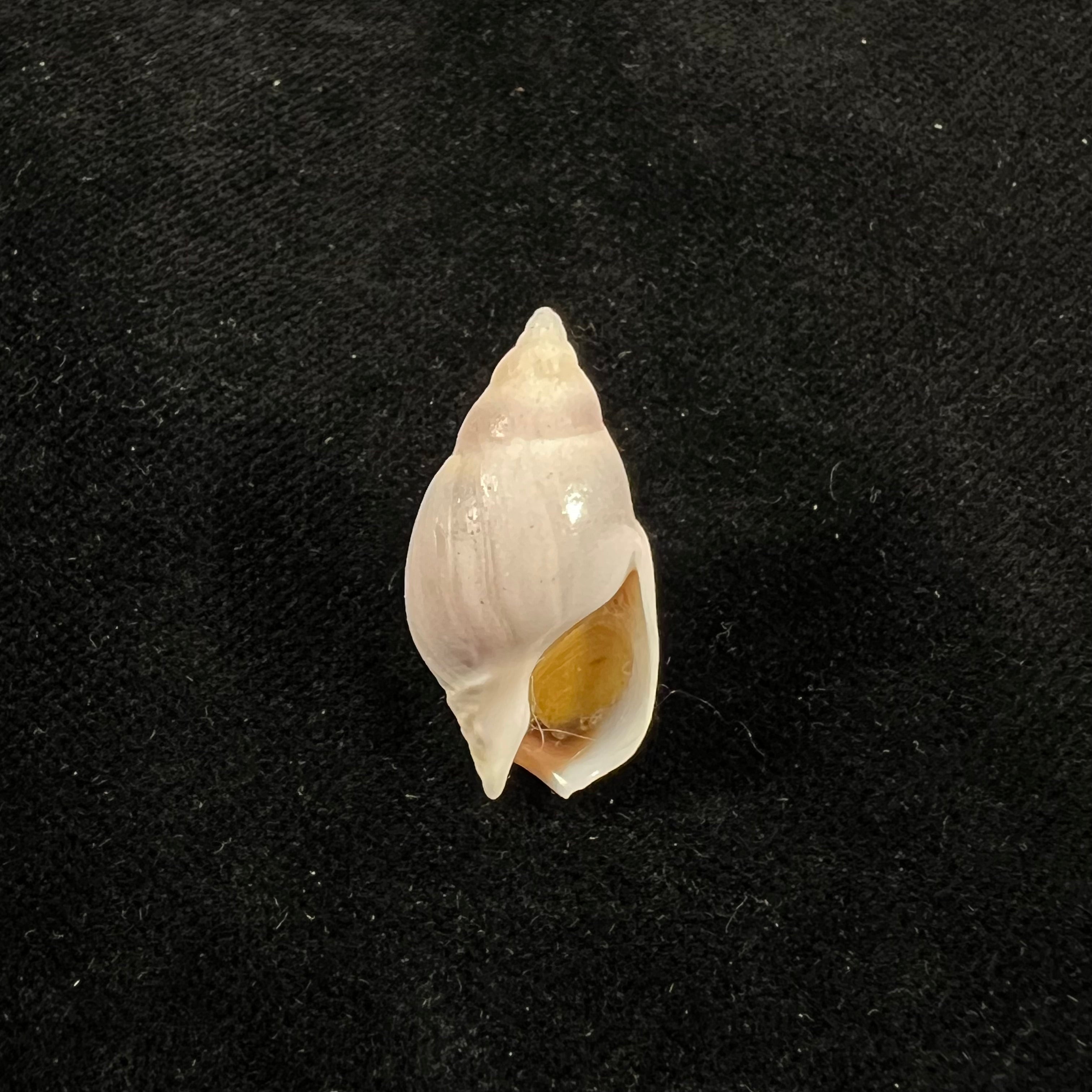 Buccinastrum duartei (Klappenbach, 1961) - 27,9mm