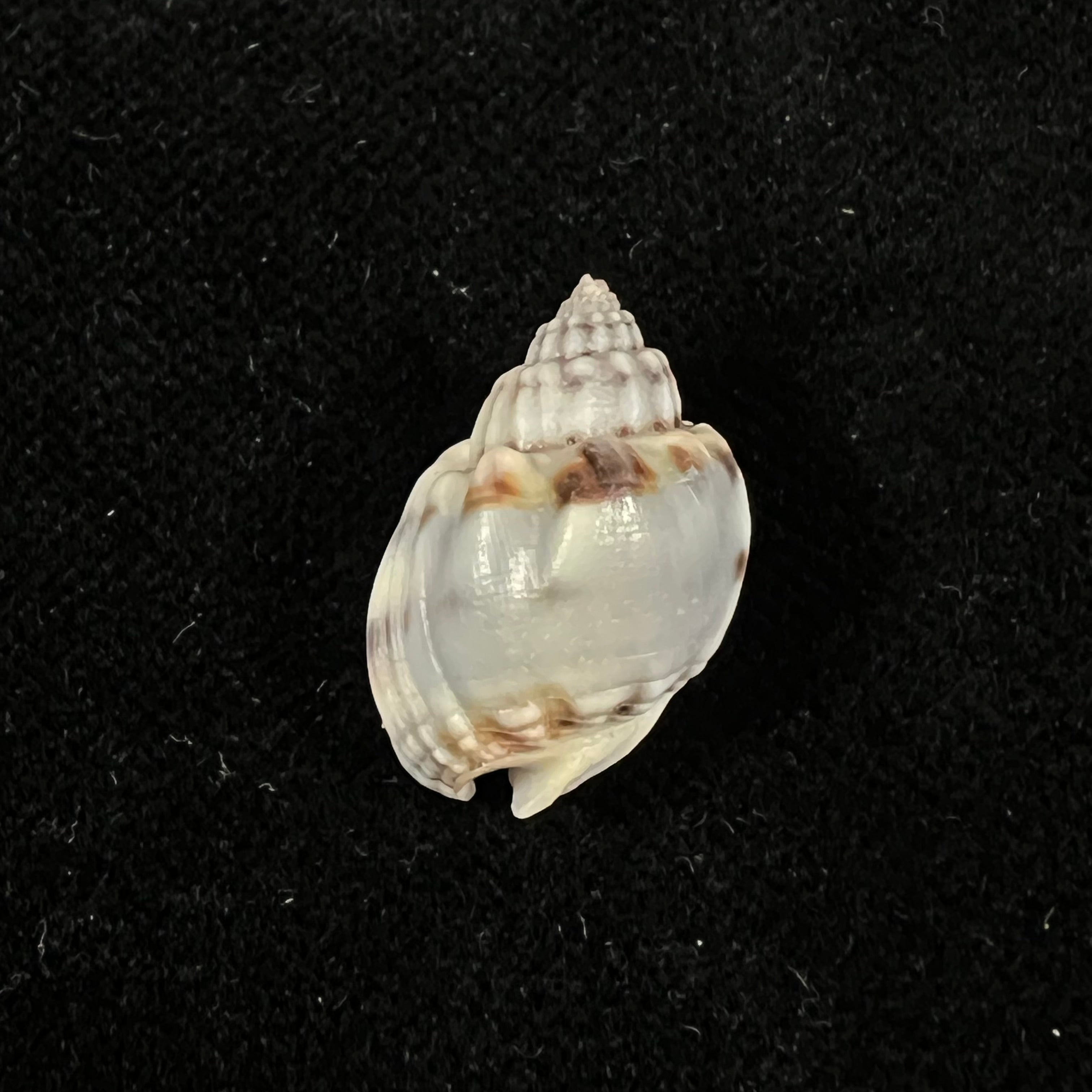 Nassarius acuticostus (Montrouzier, 1864) - 18,7毫米