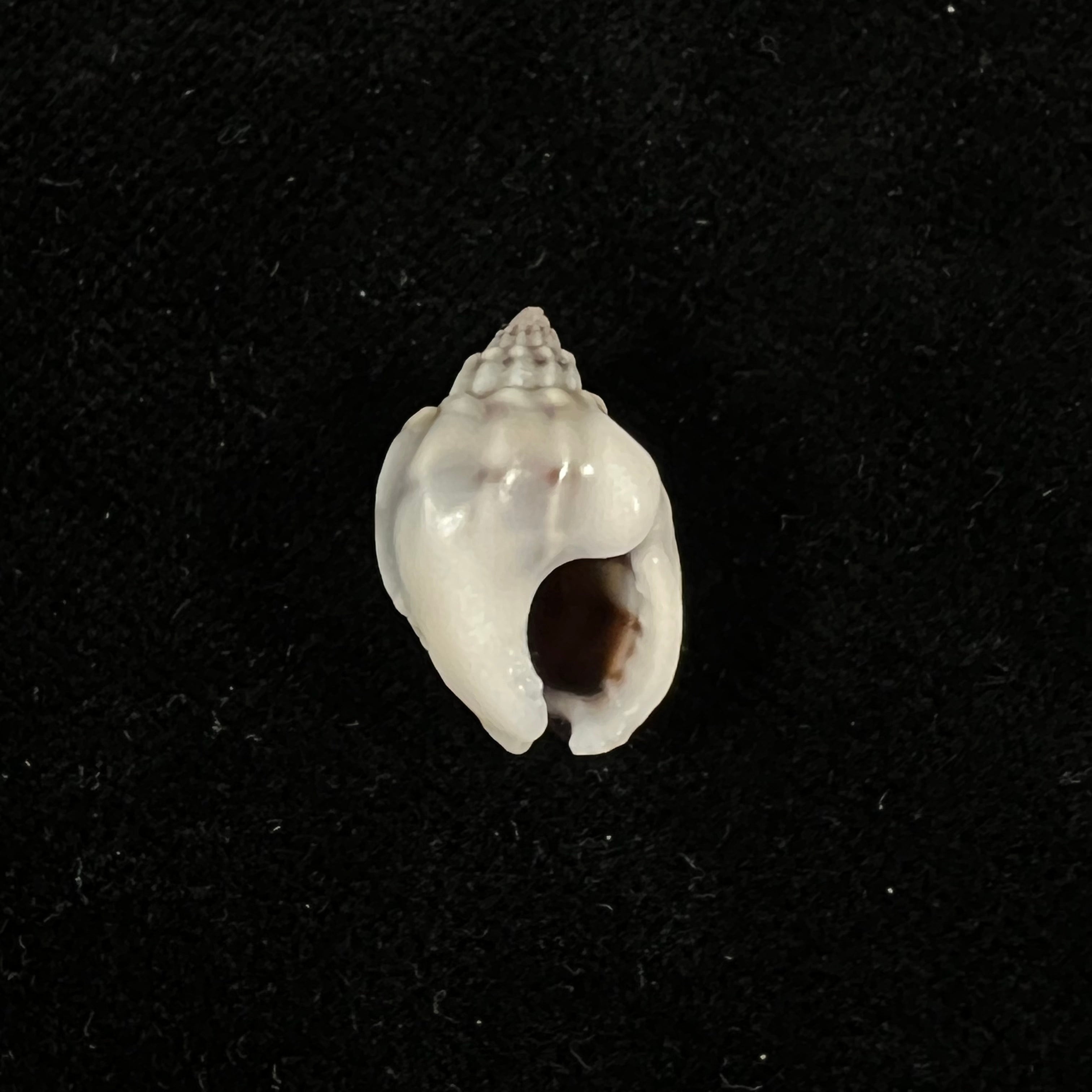 Nassarius acuticostus (Montrouzier, 1864) - 18,7毫米