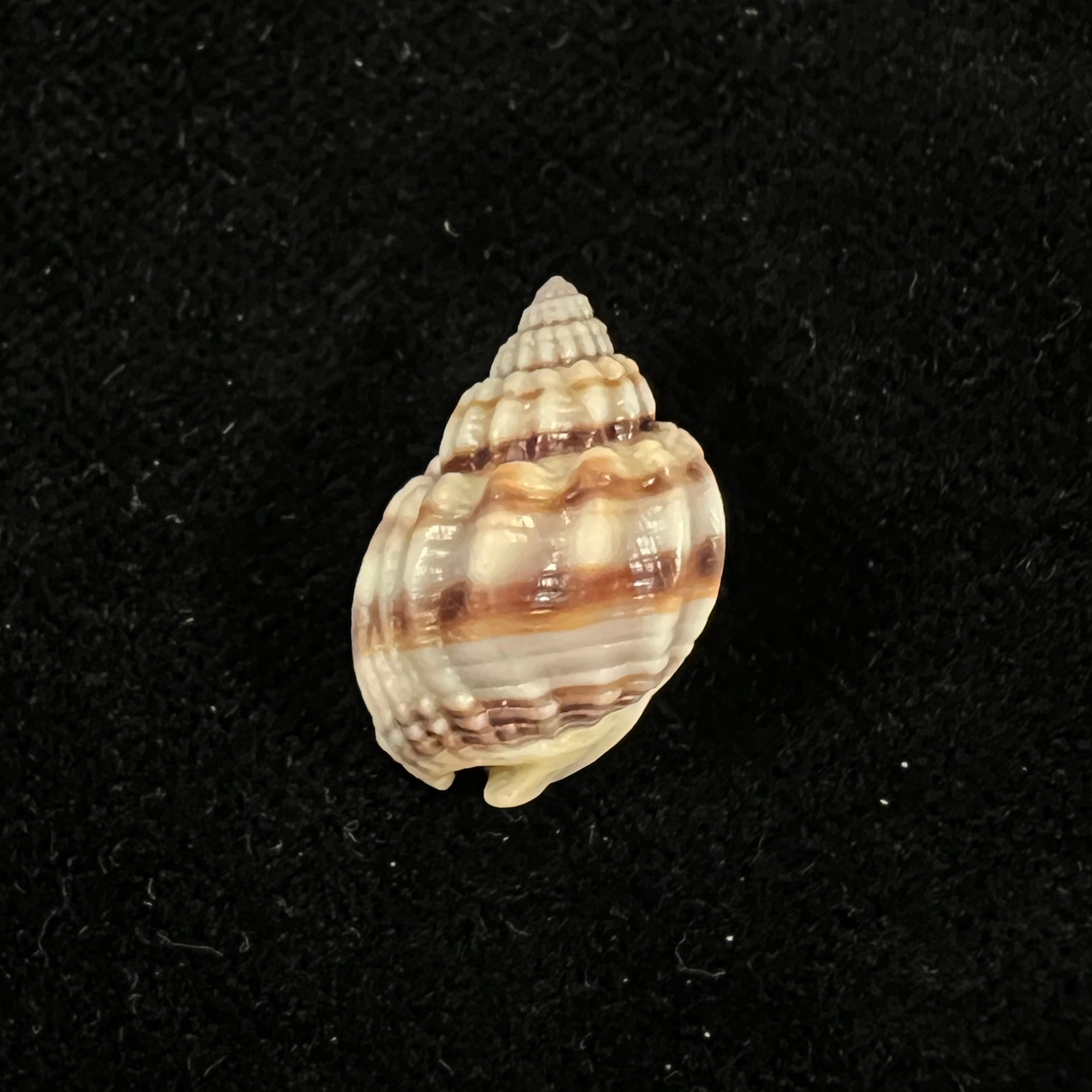 Nassarius acuticostus (Montrouzier, 1864) - 18,4mm