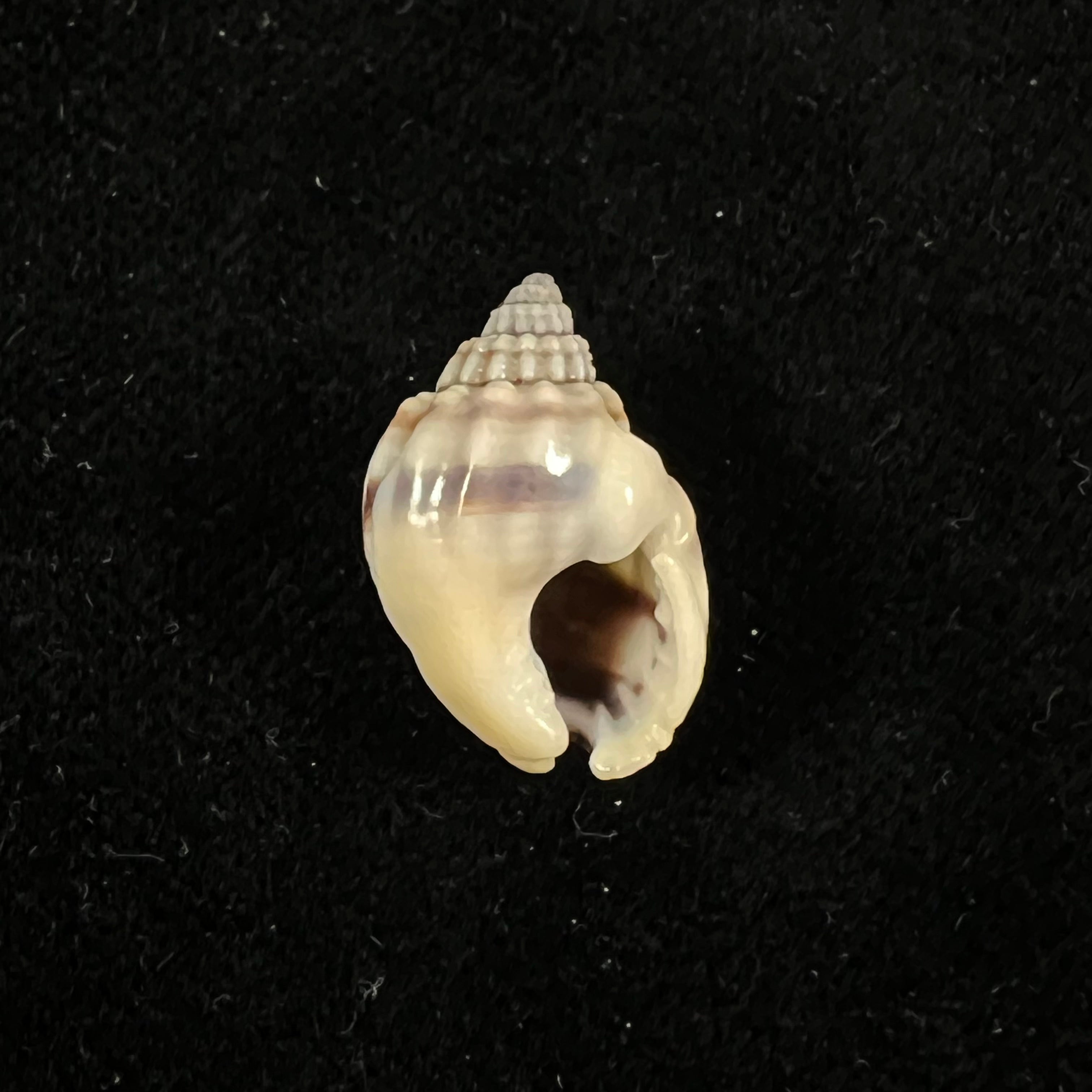 Nassarius acuticostus (Montrouzier, 1864) - 18,4mm