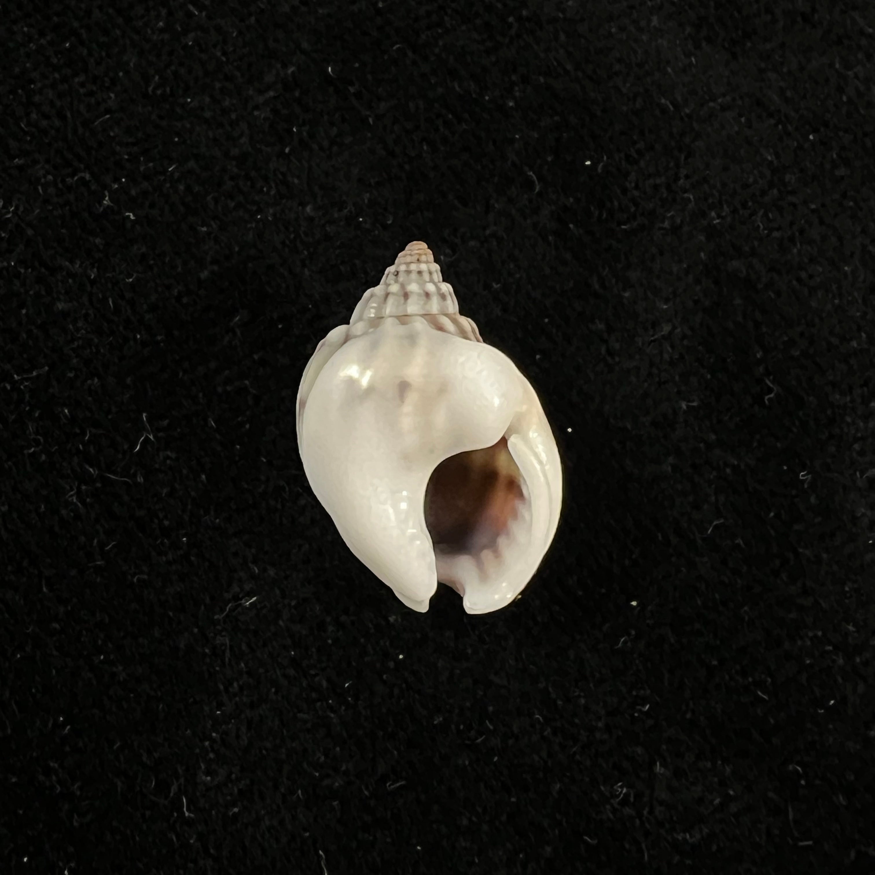 Nassarius acuticostus (Montrouzier, 1864) - 19,6毫米