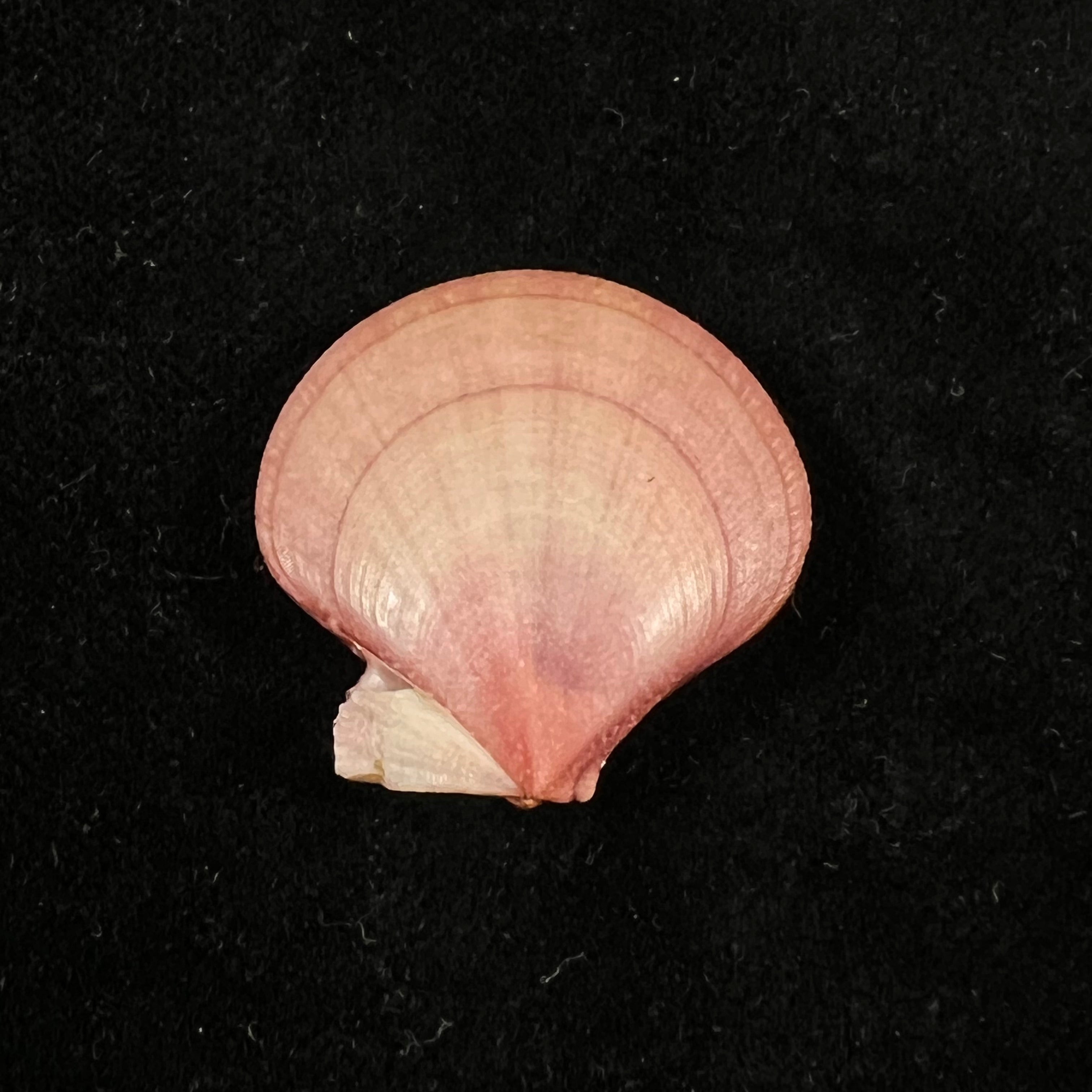 Palliolum Tigerinum (OF Müller, 1776) - 25,7mm