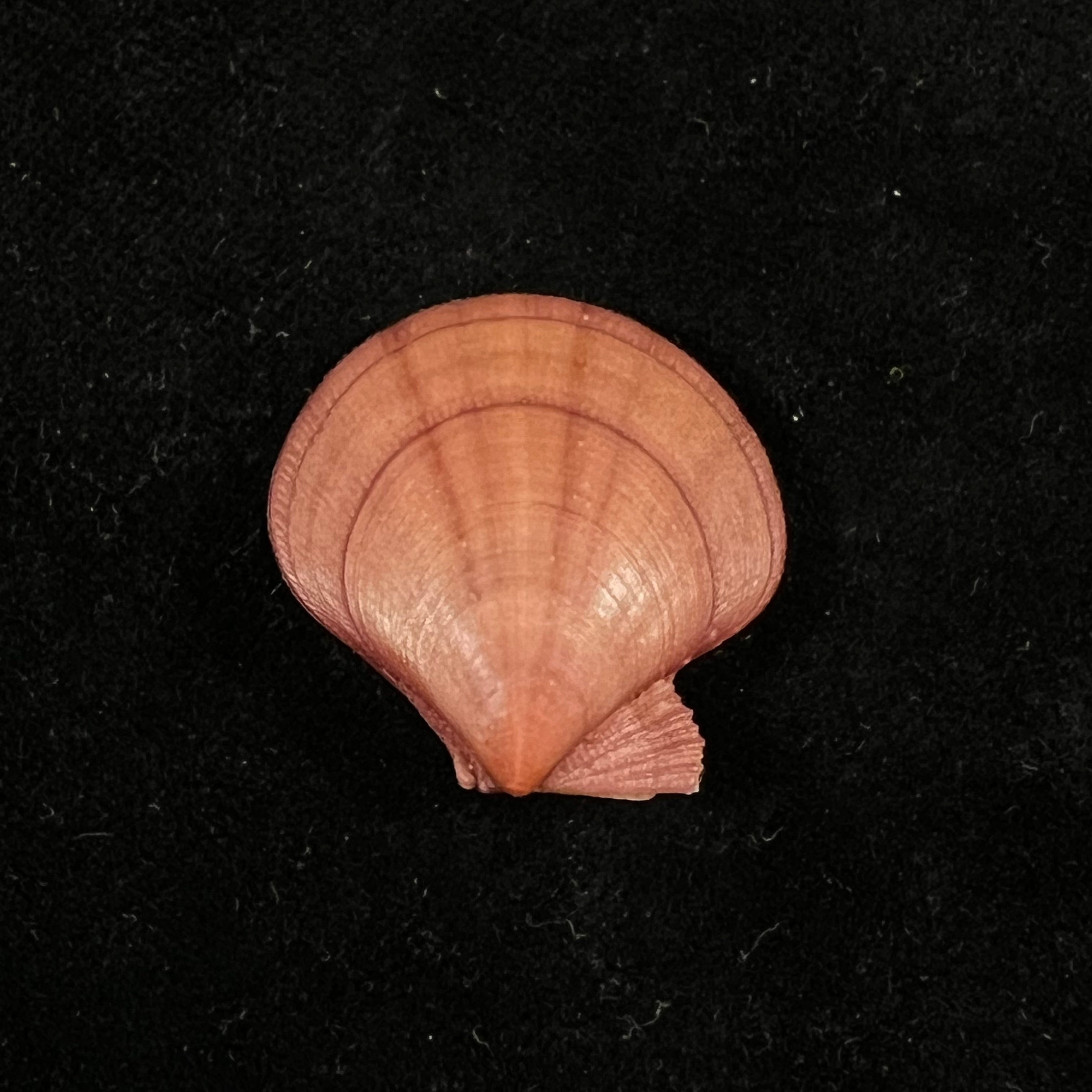 Palliolum Tigerinum (OF Müller, 1776) - 25,7mm