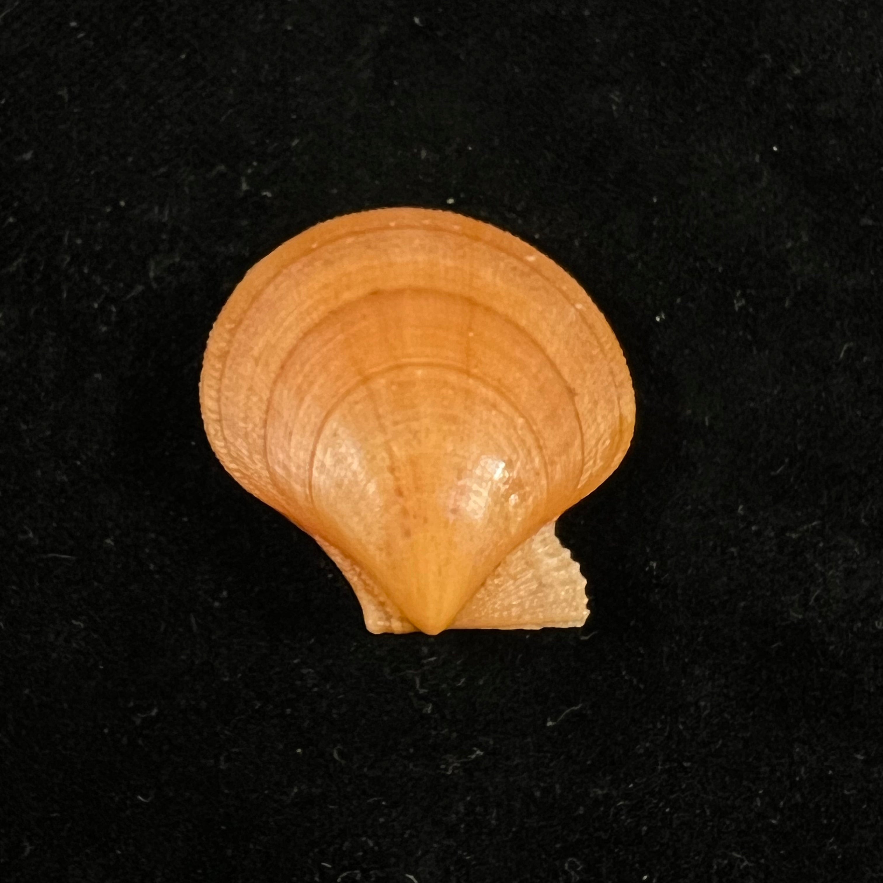 Palliolum Tigerinum (OF Müller, 1776) - 27,4mm