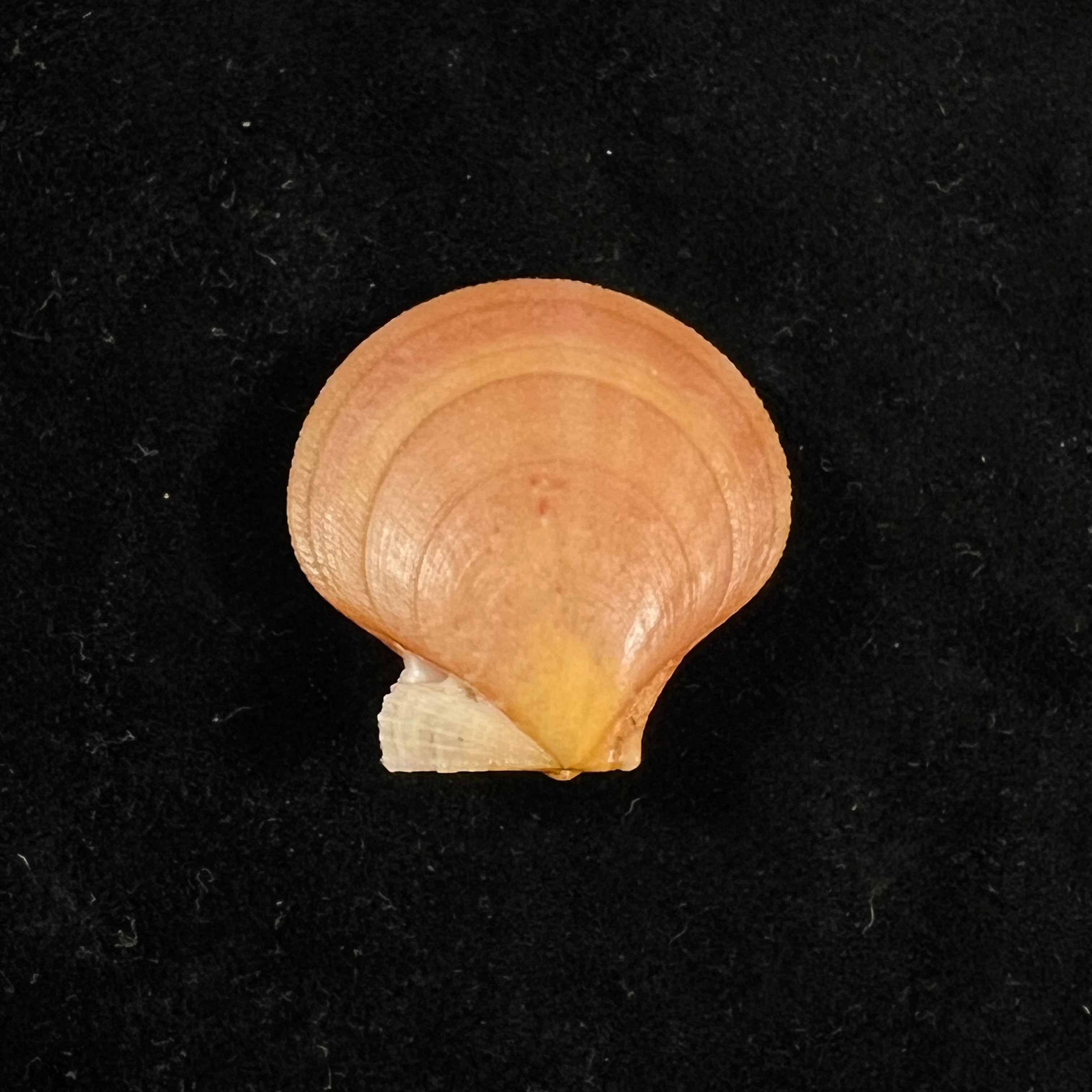 Palliolum Tigerinum (OF Müller, 1776) - 27,4mm
