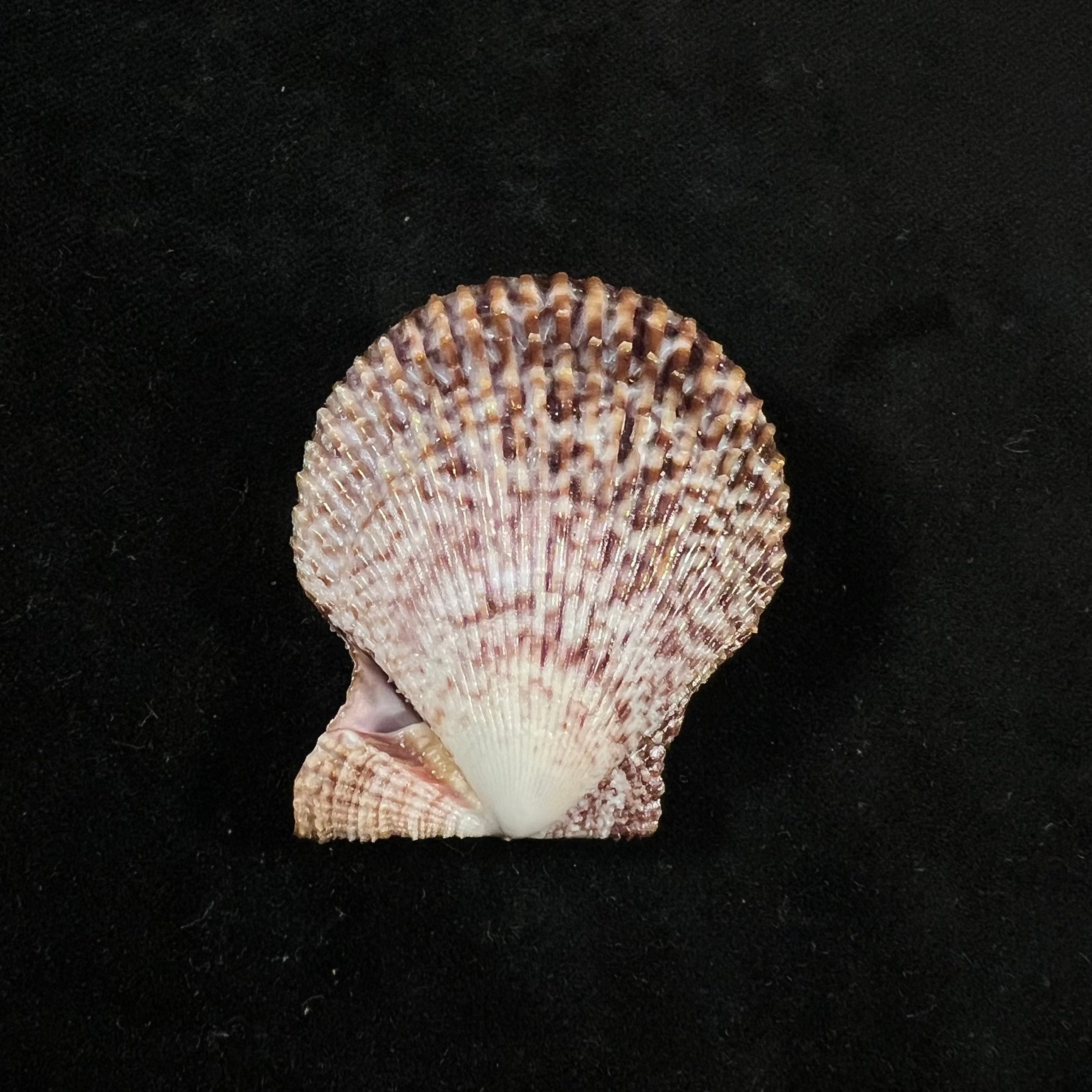 Mimachlamys varia (林奈, 1758) - 45,1mm