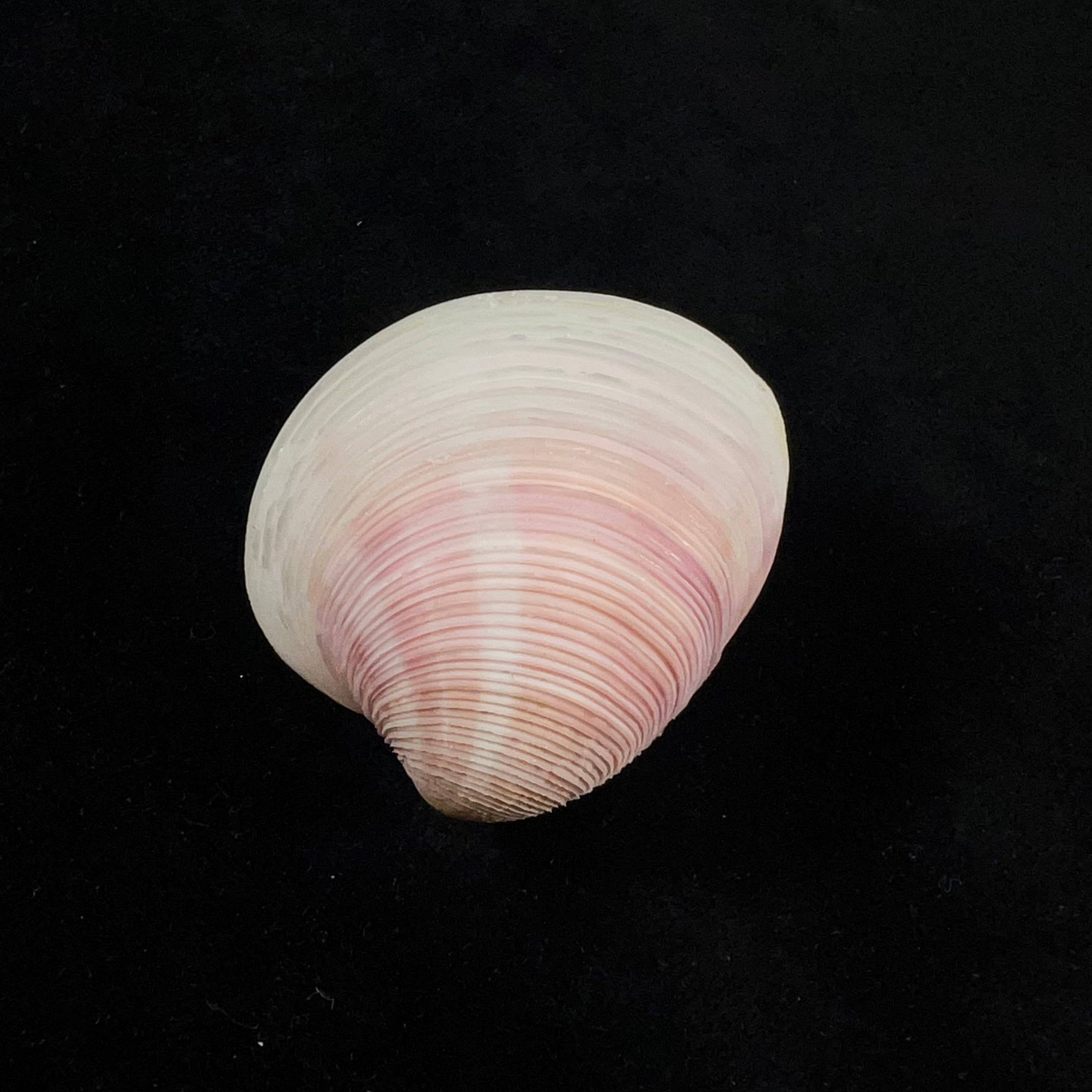 Lamelliconcha circinata(生于1778年)- 45,3毫米