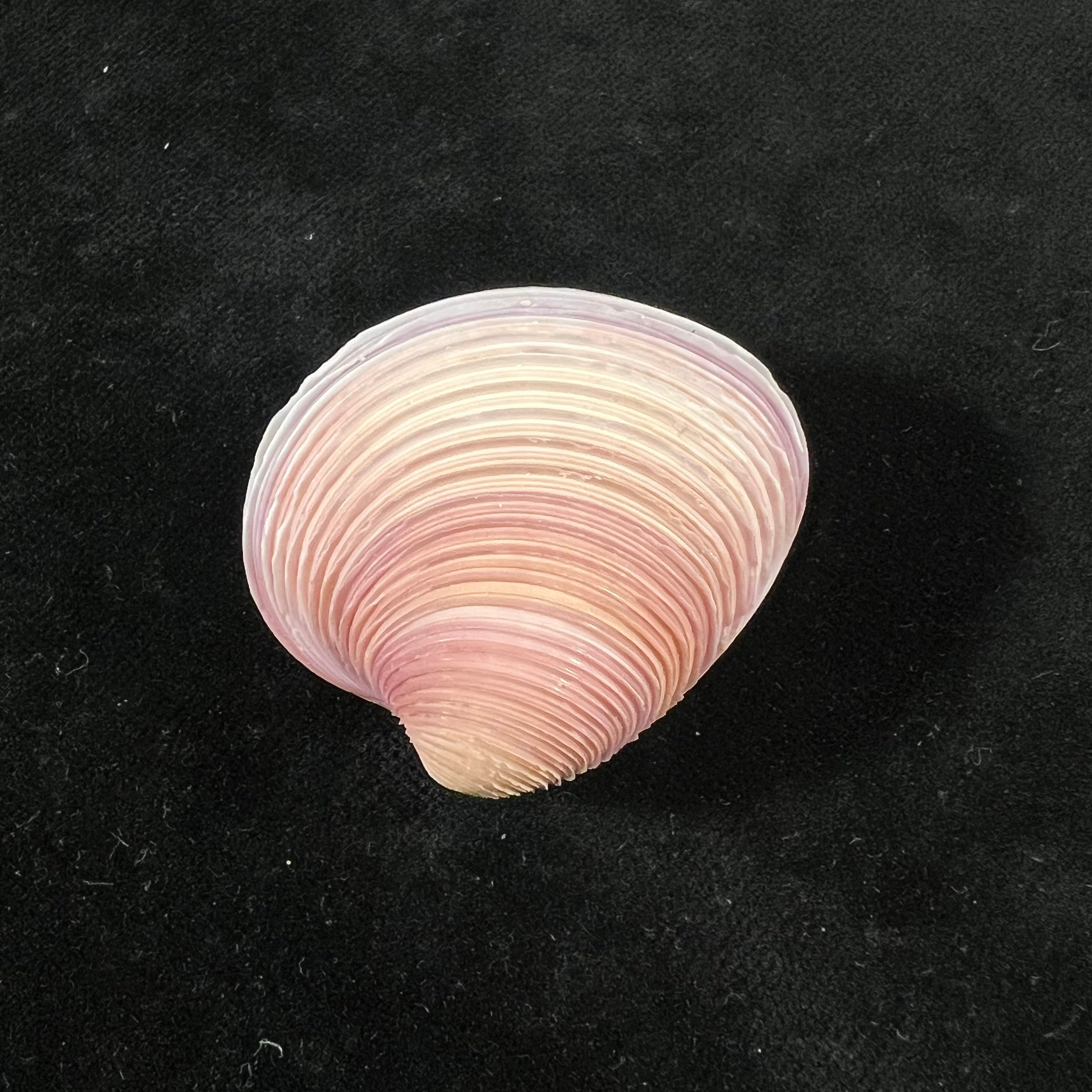 Lamelliconcha circinata(生于1778年)- 39,4毫米