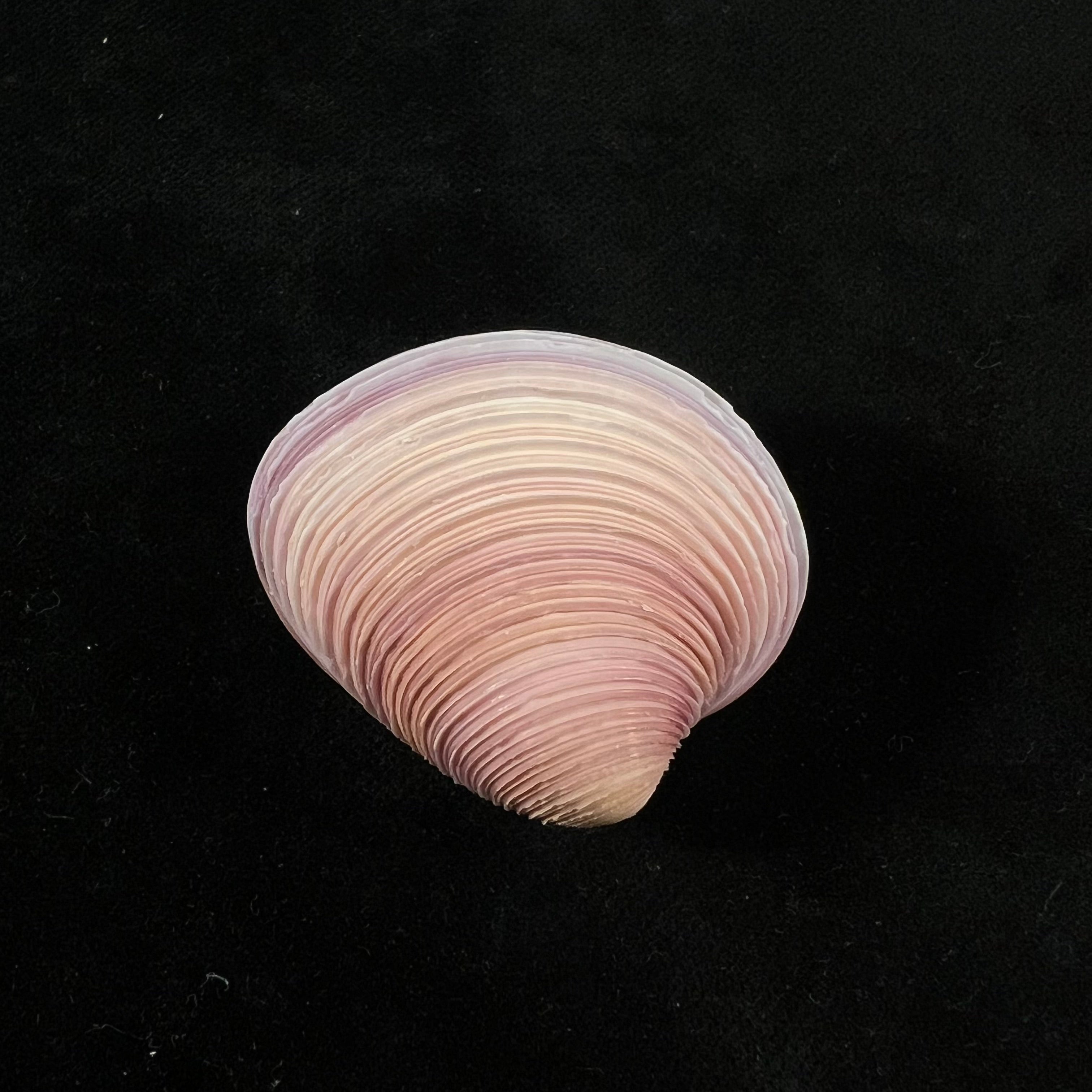 Lamelliconcha circinata(生于1778年)- 39,4毫米