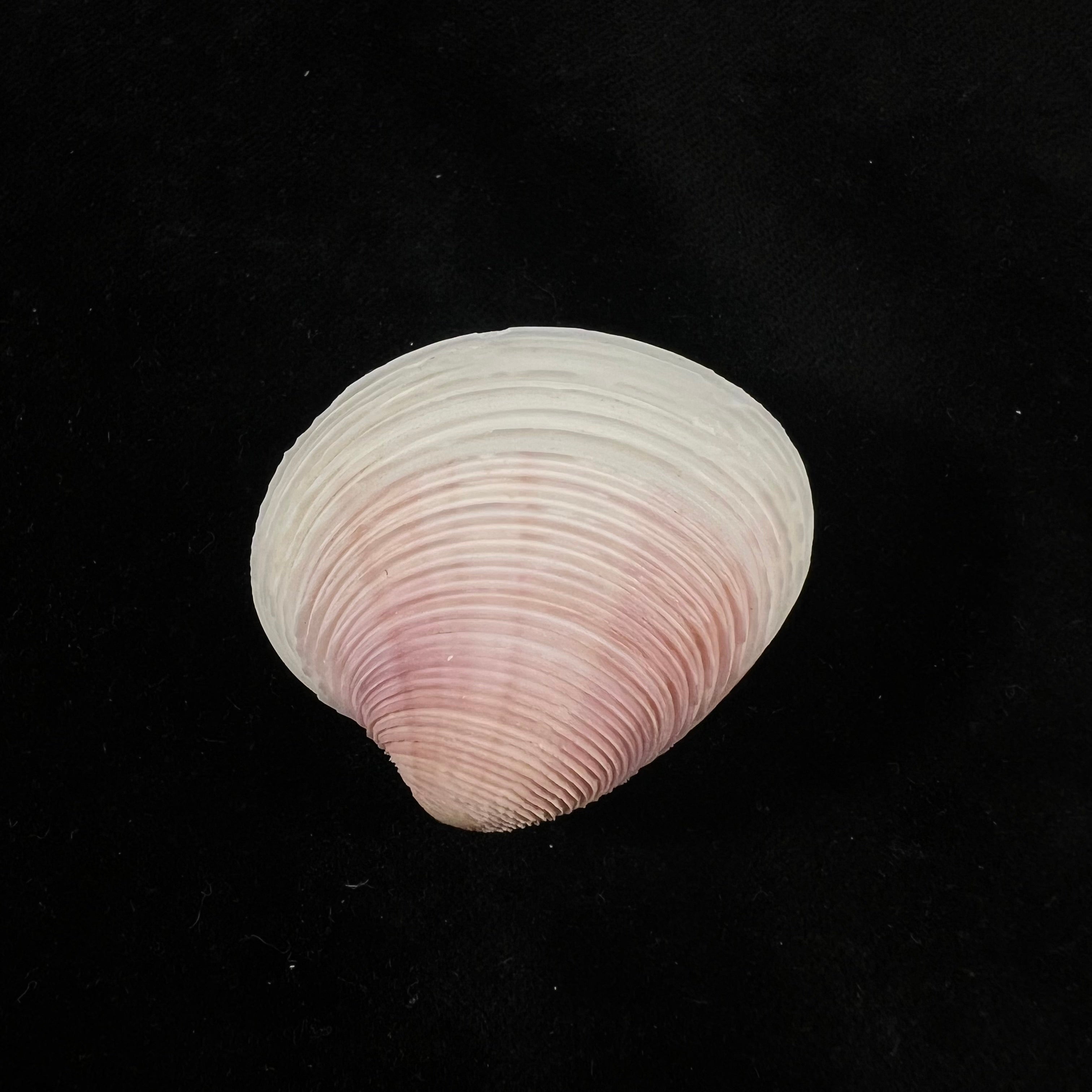 Lamelliconcha circinata(生于1778年)- 41,1毫米