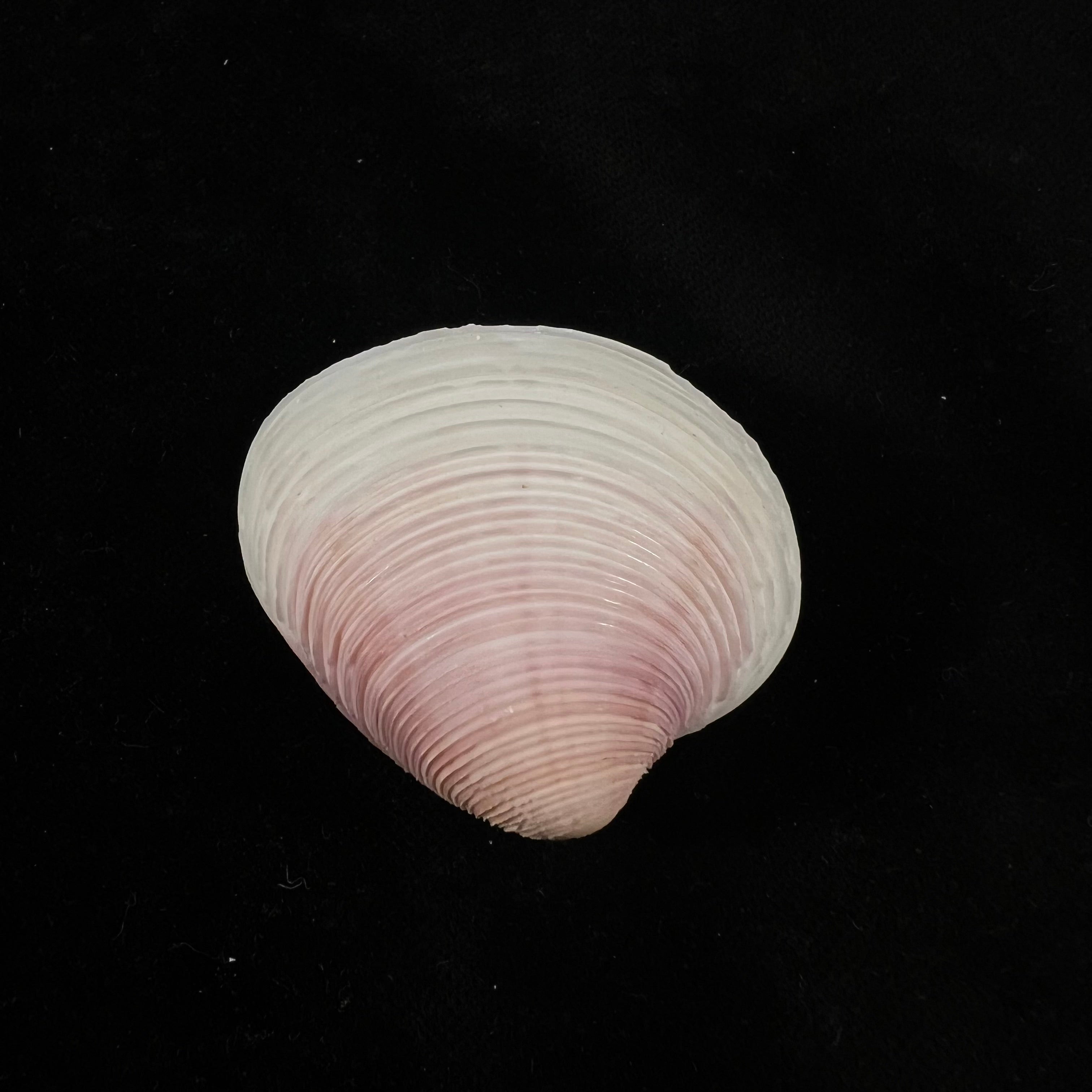 Lamelliconcha circinata(生于1778年)- 41,1毫米