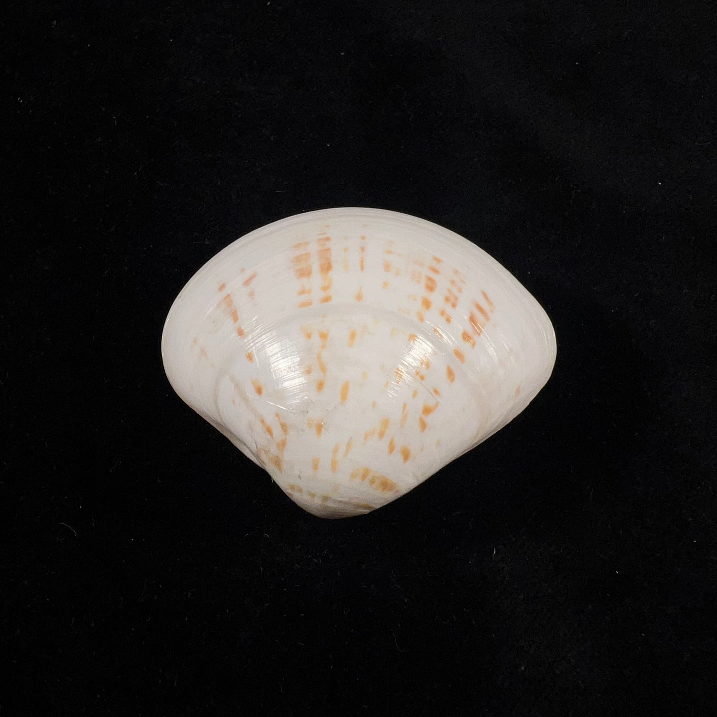 Tivela fulminata (Bory de Saint-Vincent, 1827) - 49,3mm