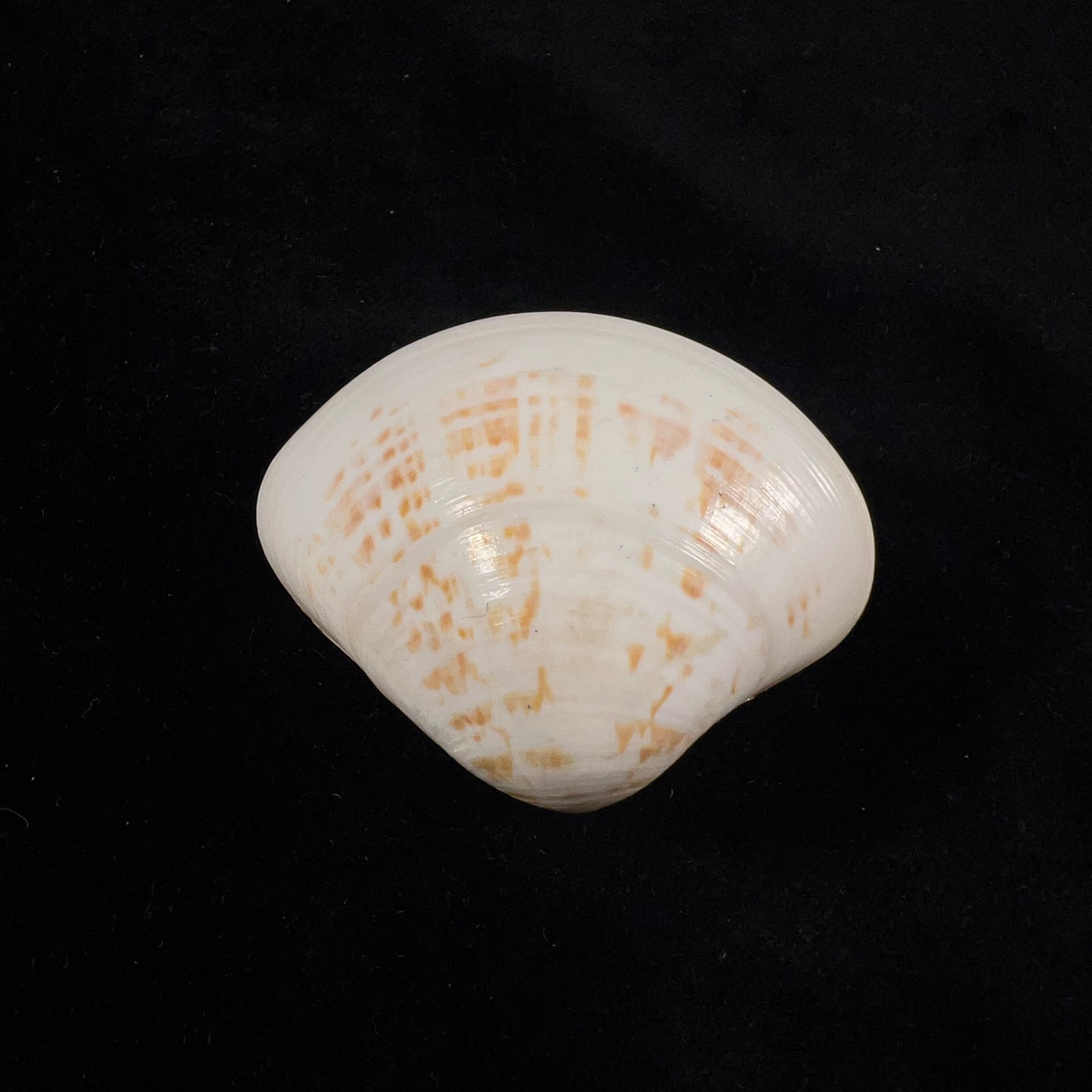 Tivela fulminata (Bory de Saint-Vincent, 1827) - 49,3mm