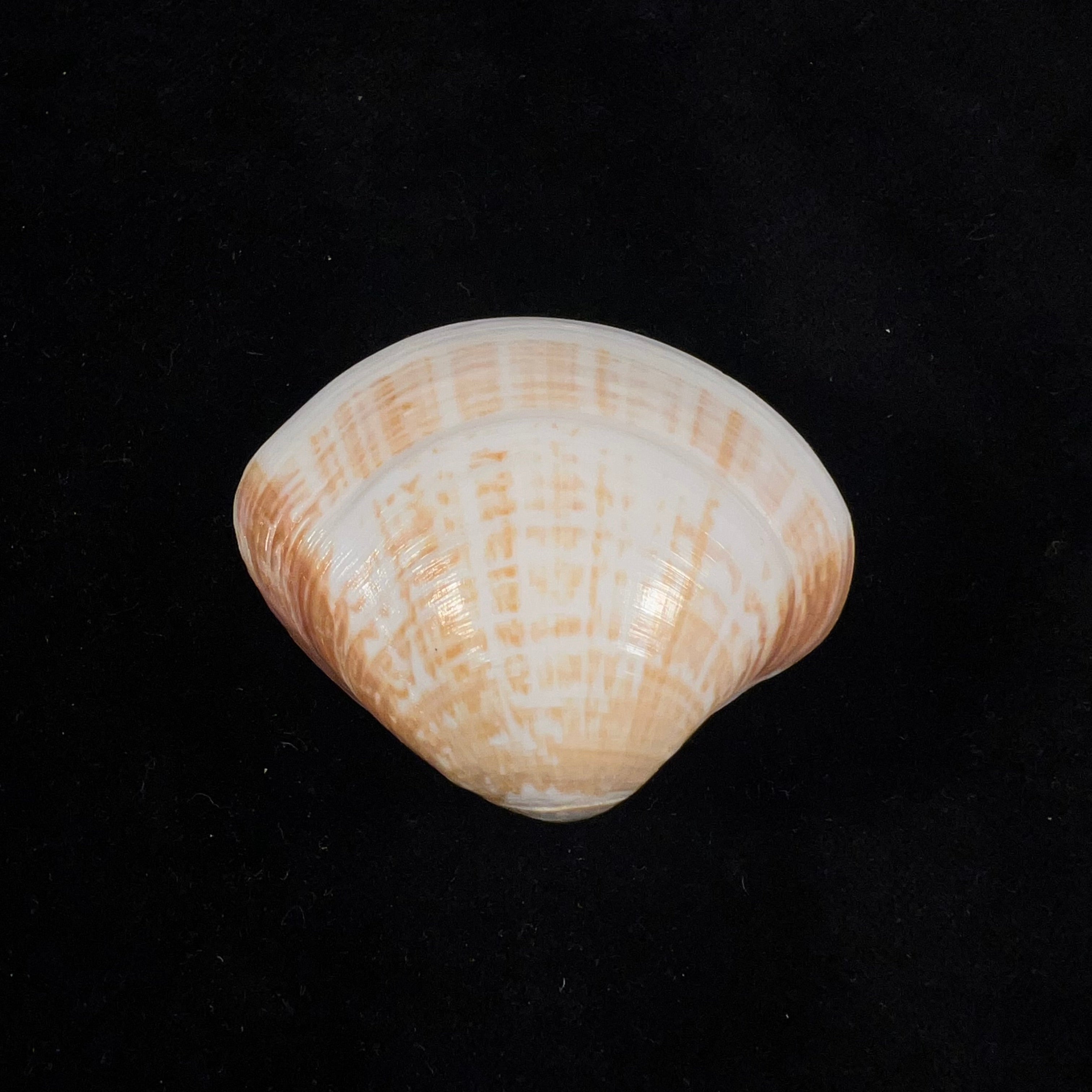 Tivela fulminata (Bory de Saint-Vincent, 1827) - 48,7mm