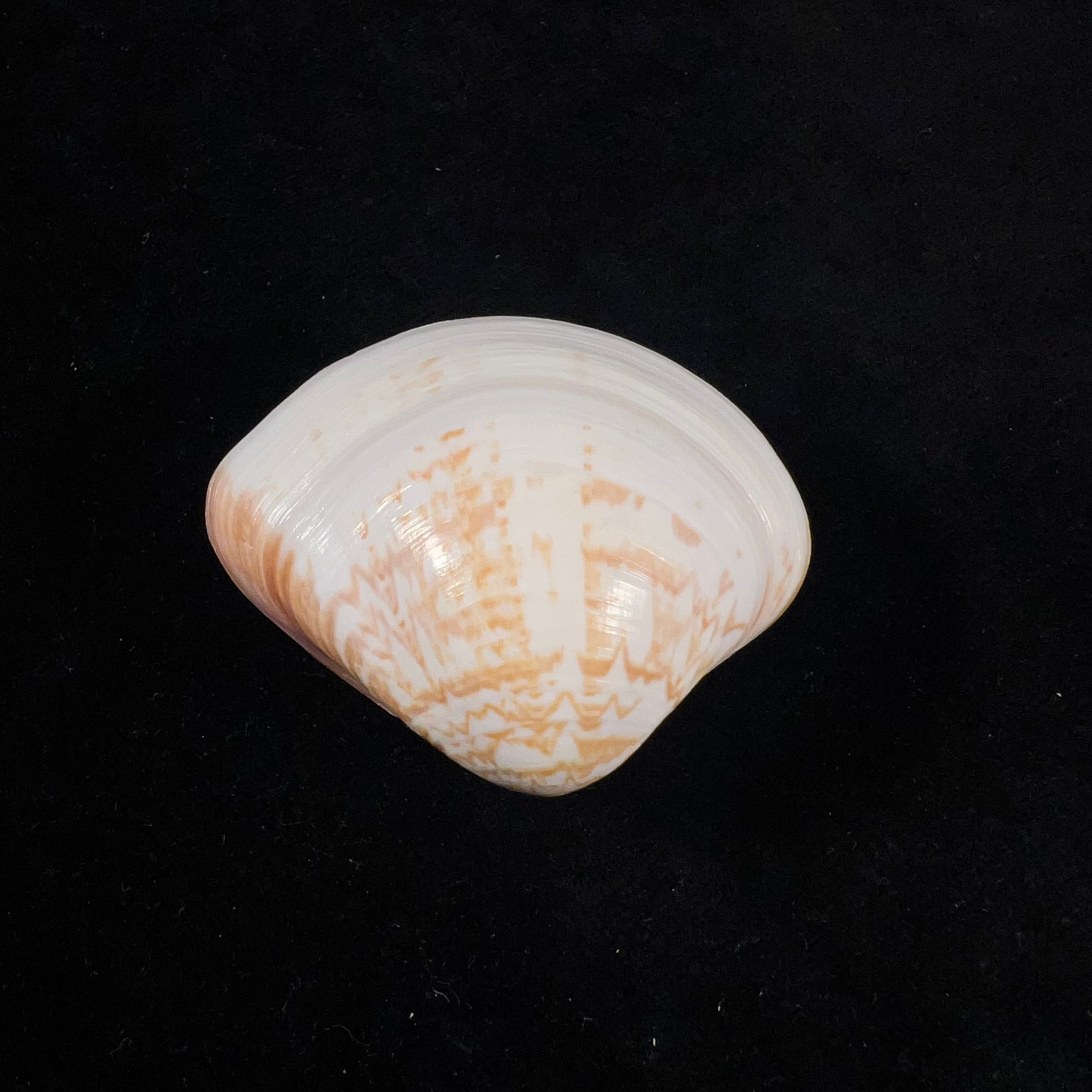 Tivela fulminata (Bory de Saint-Vincent, 1827) - 54,1mm