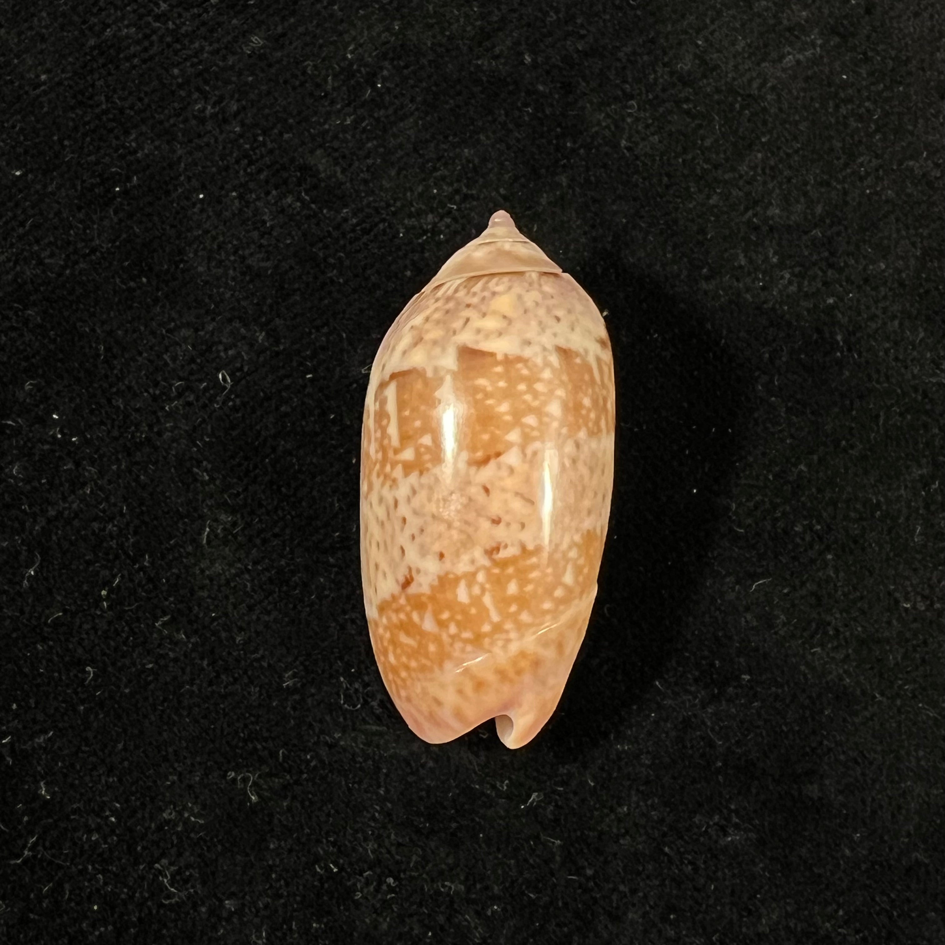 Vullietoliva splendidula(GB Sowerby I,1825)- 37,2毫米