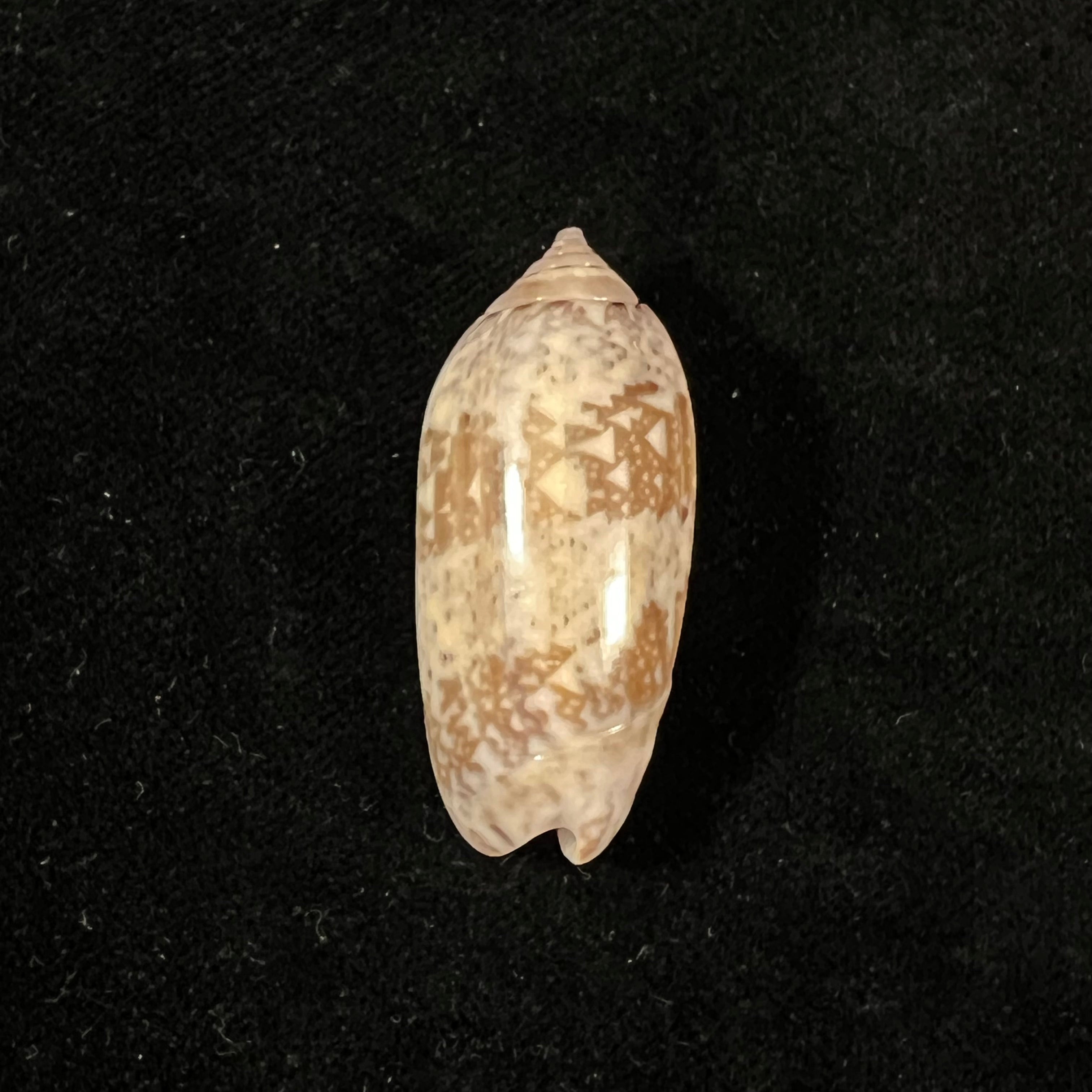 Vullietoliva splendidula(GB Sowerby I,1825)- 38,8毫米