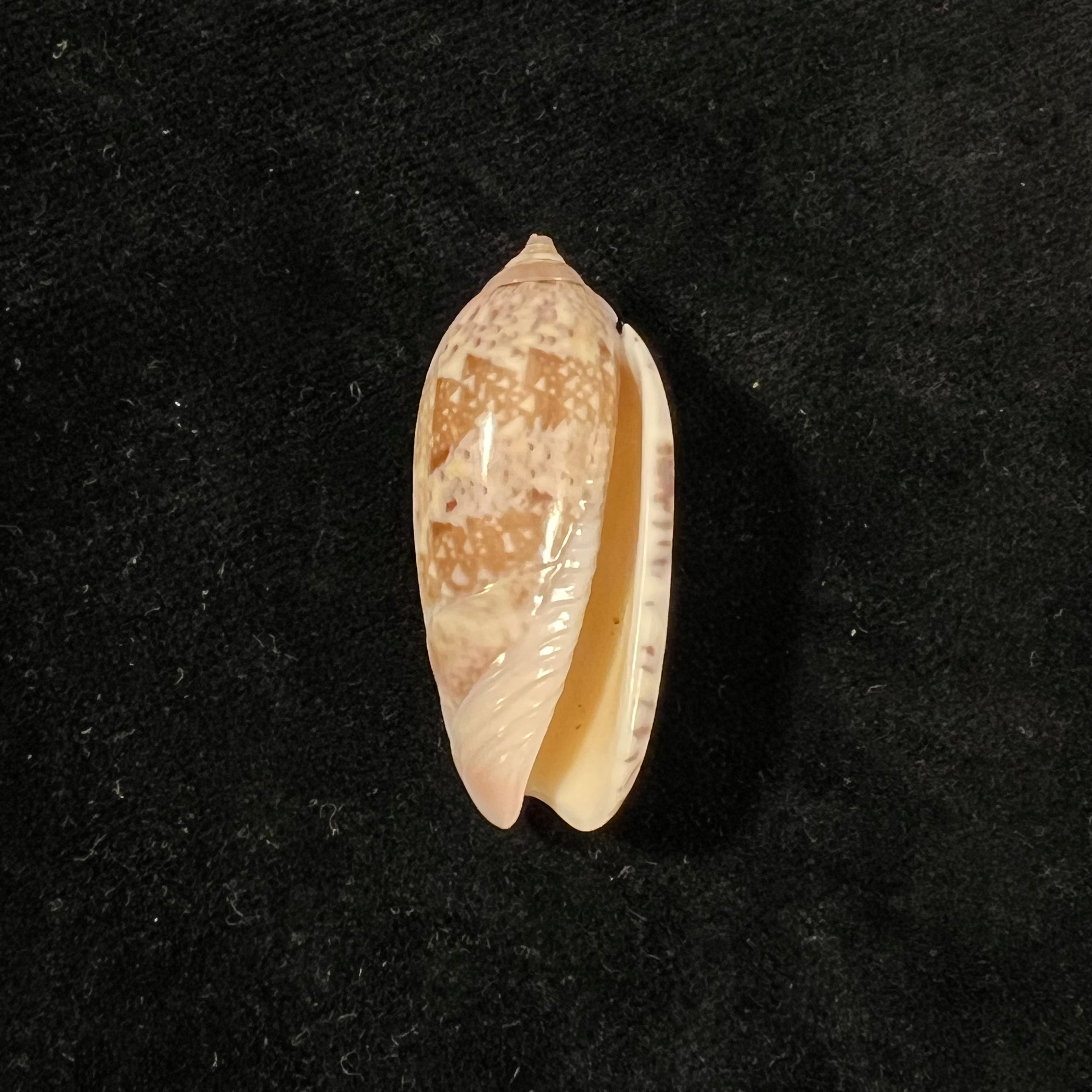 Vullietoliva splendidula(GB Sowerby I,1825)- 38,8毫米