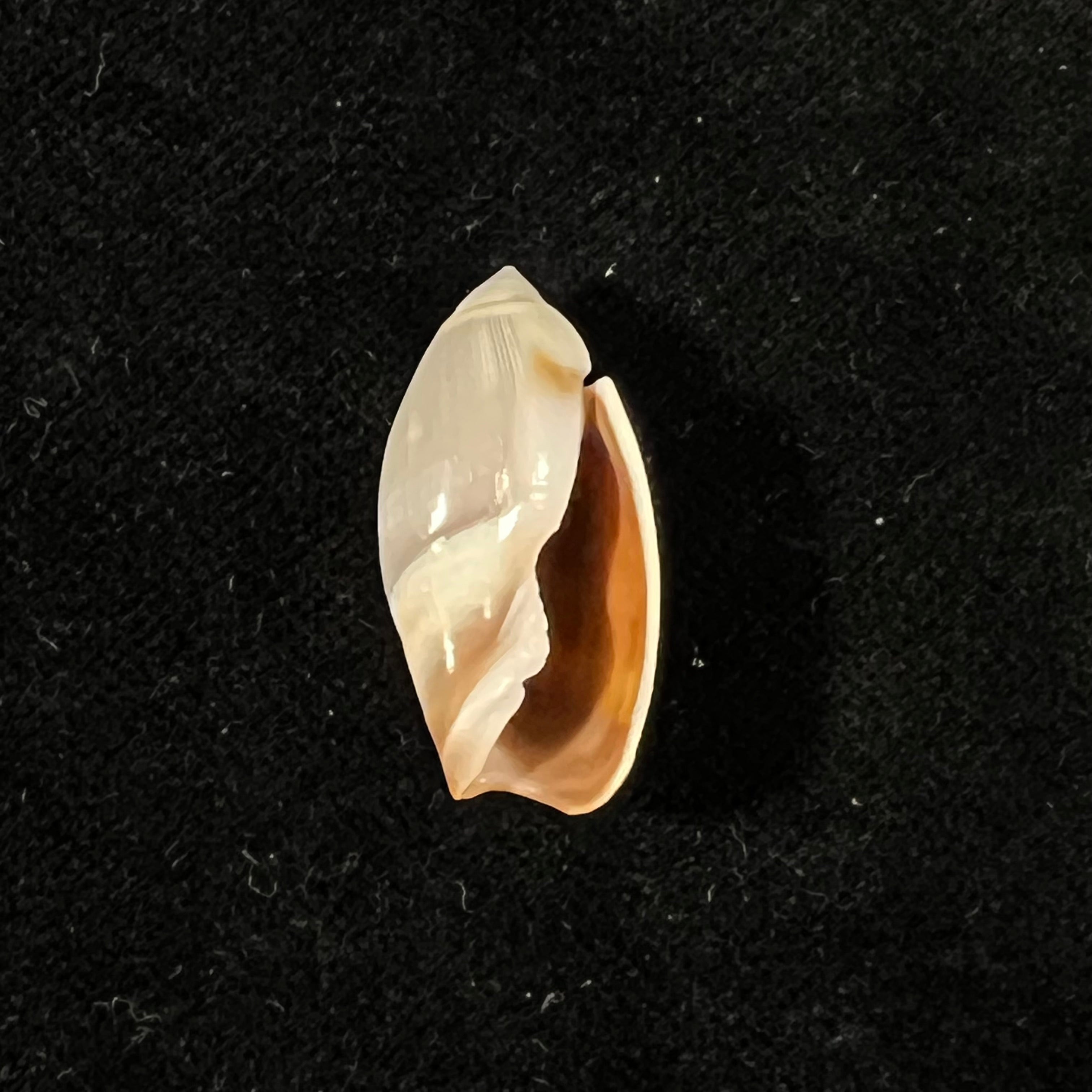 Olivancillaria contortuplicata (Reeve, 1850) - 26,4mm
