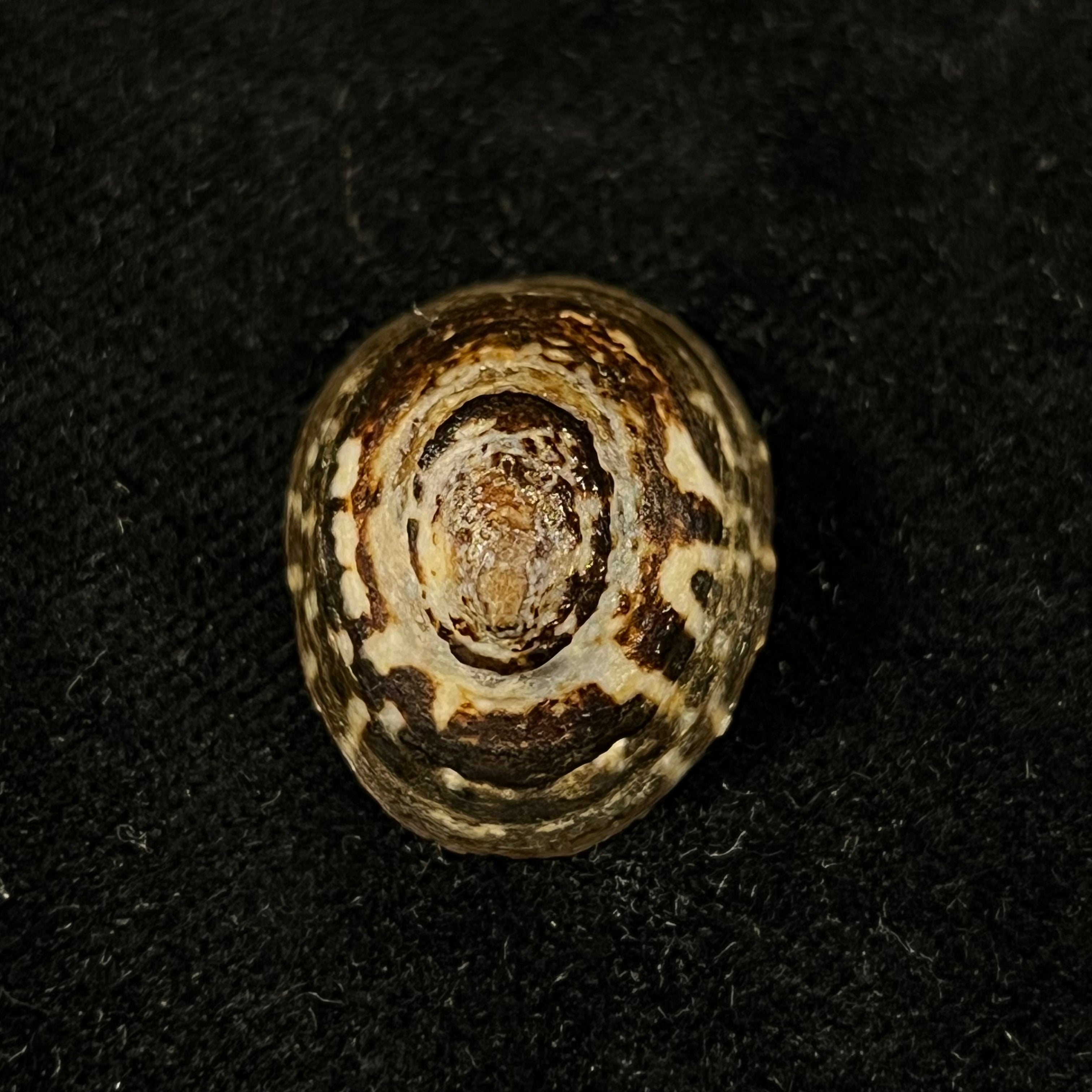 Lottia orbignyi (Dall, 1909) - 24,1mm