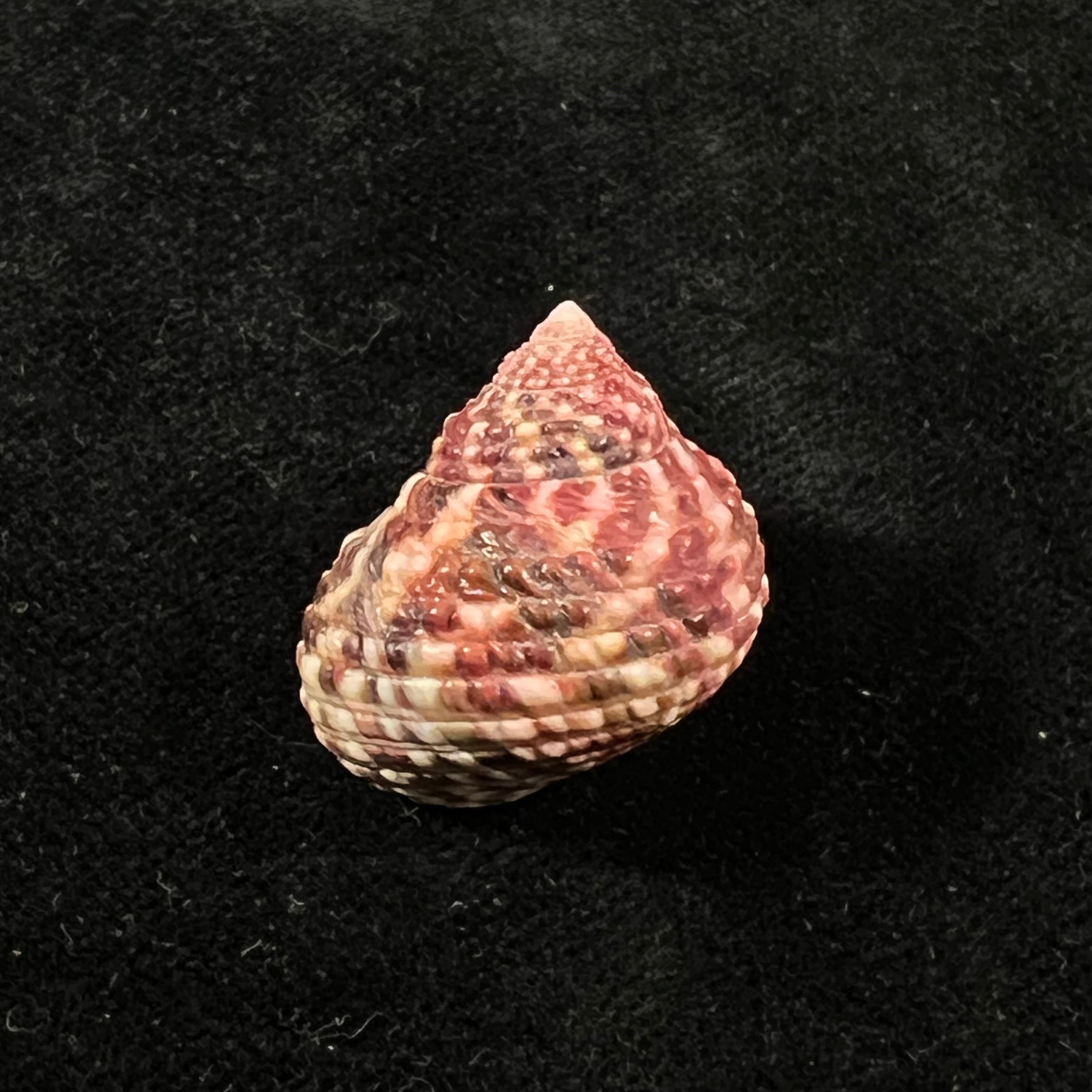 Monodonta labio (林奈, 1758) - 24,5mm