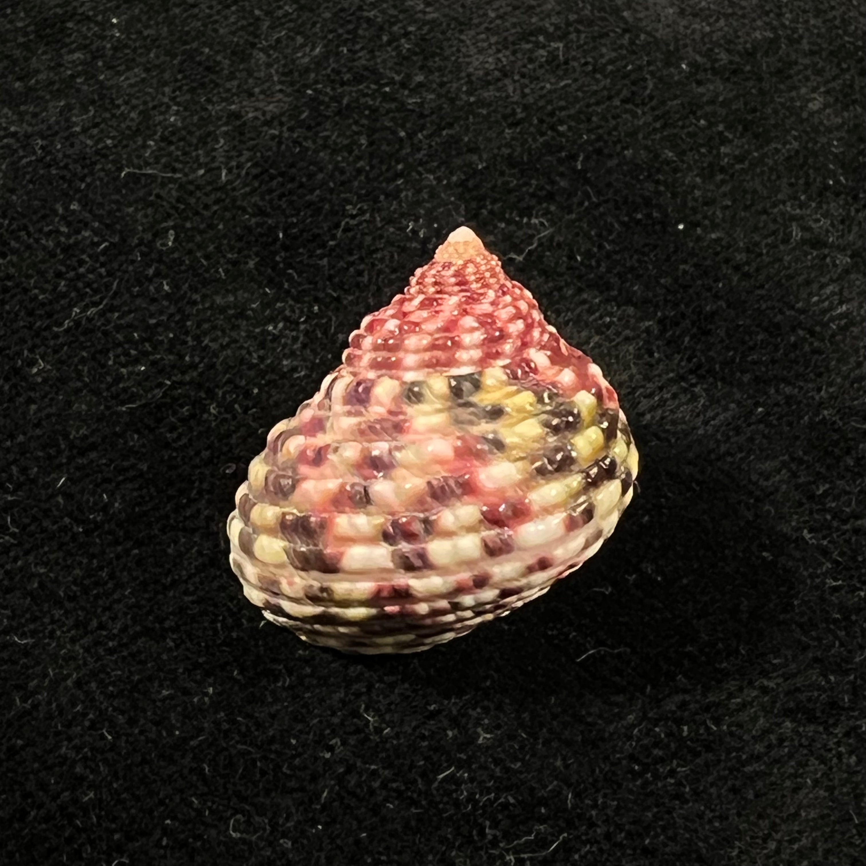 Monodonta labio (林奈, 1758) - 23,8mm