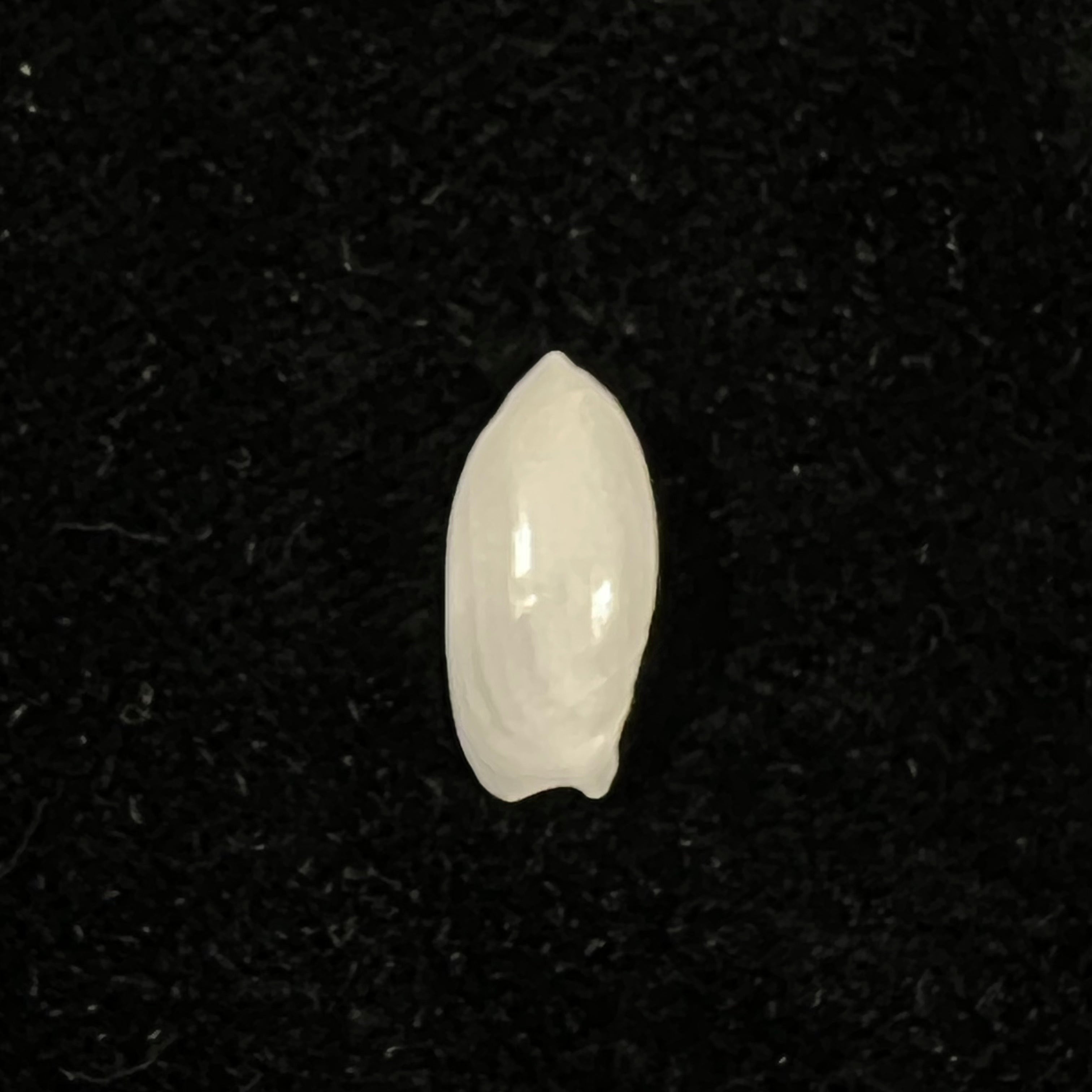 Ancilla faustoi H. R. Matthews, H. C. Matthews & Muniz Dijck, 1979 - 15,2mm