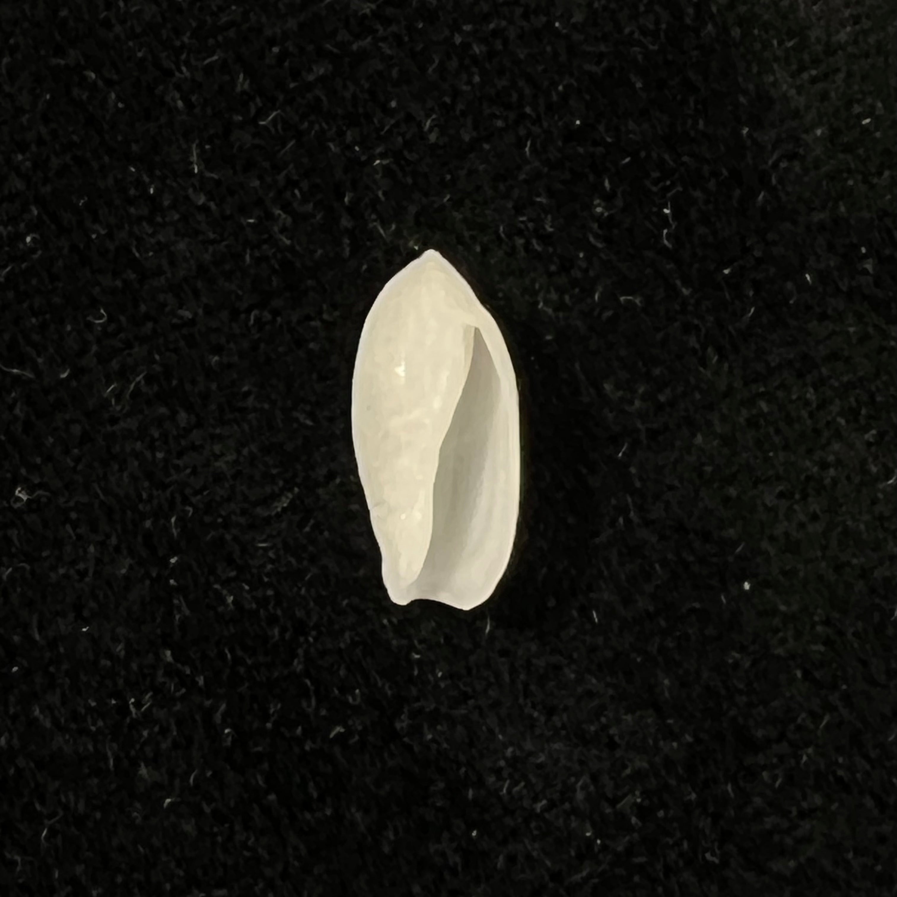 Ancilla faustoi H. R. Matthews, H. C. Matthews & Muniz Dijck, 1979 - 15,2mm