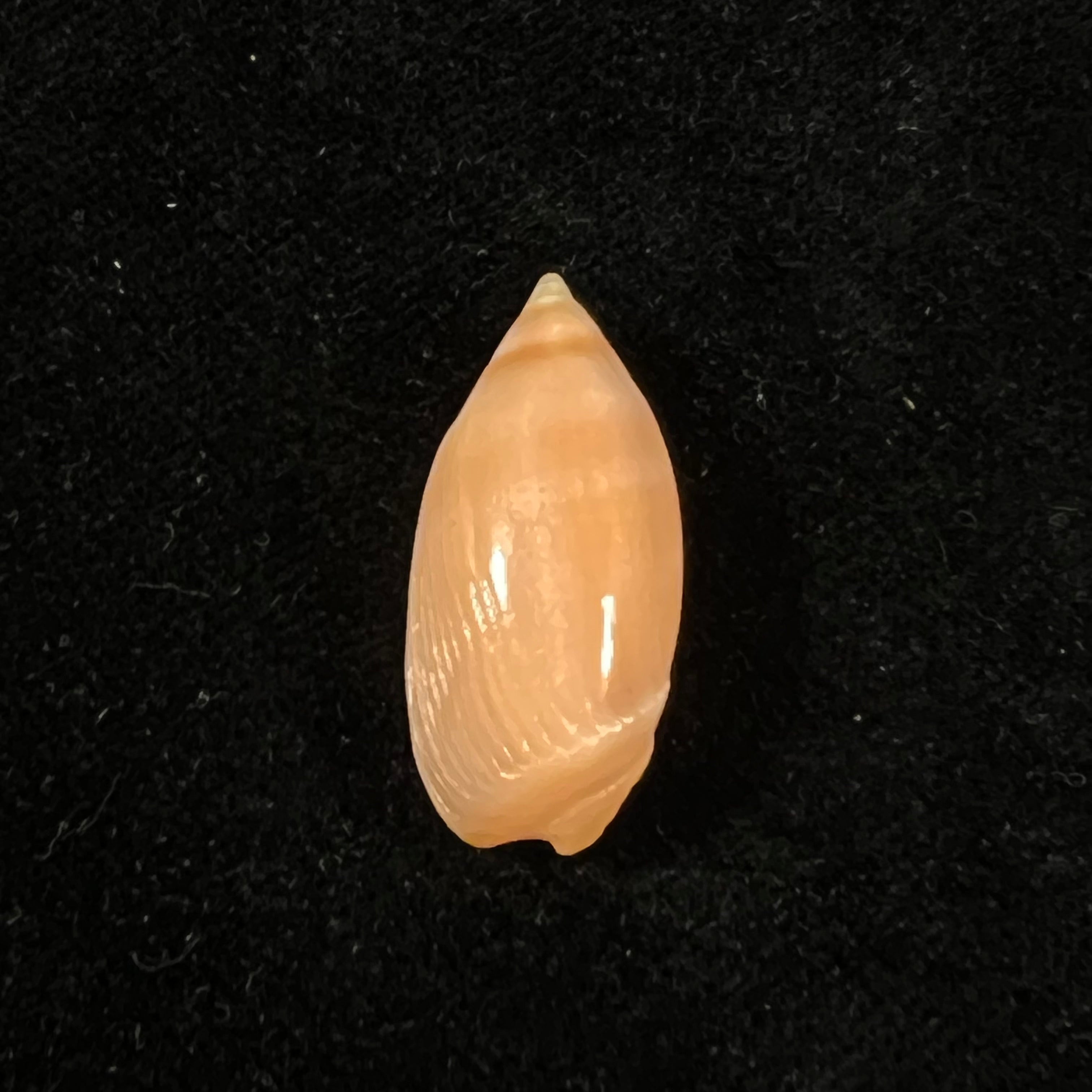 Ancilla matthewsi J. Q. Burch & R. L. Burch, 1967 - 28,2mm