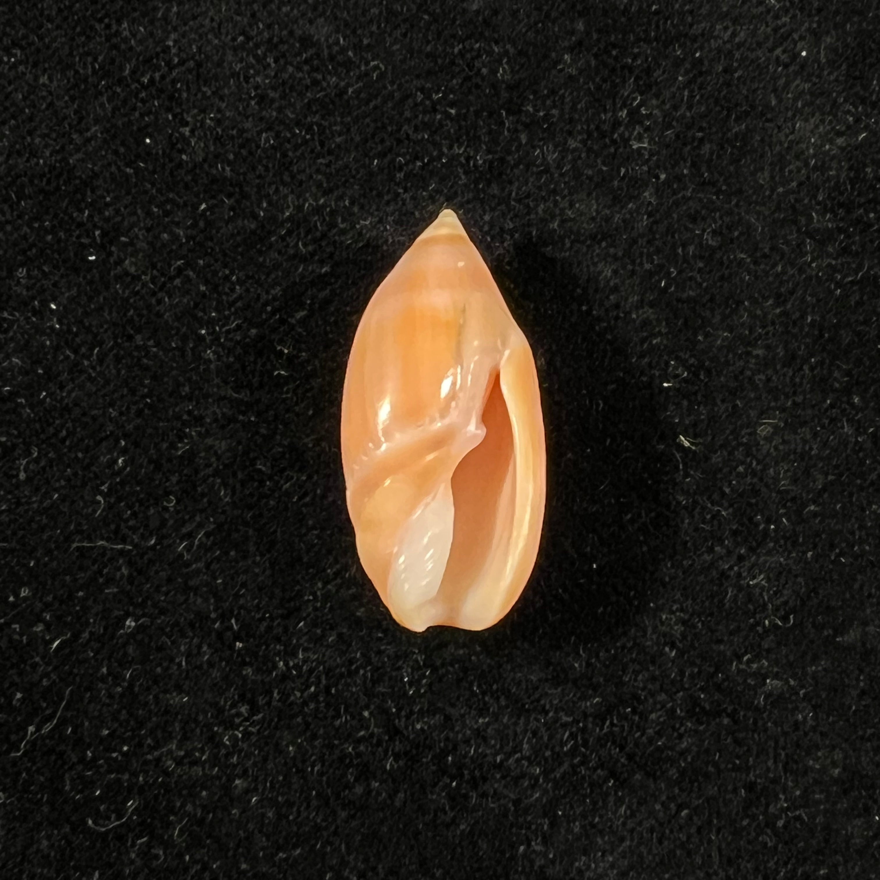Ancilla matthewsi J. Q. Burch & R. L. Burch, 1967 - 28,2mm