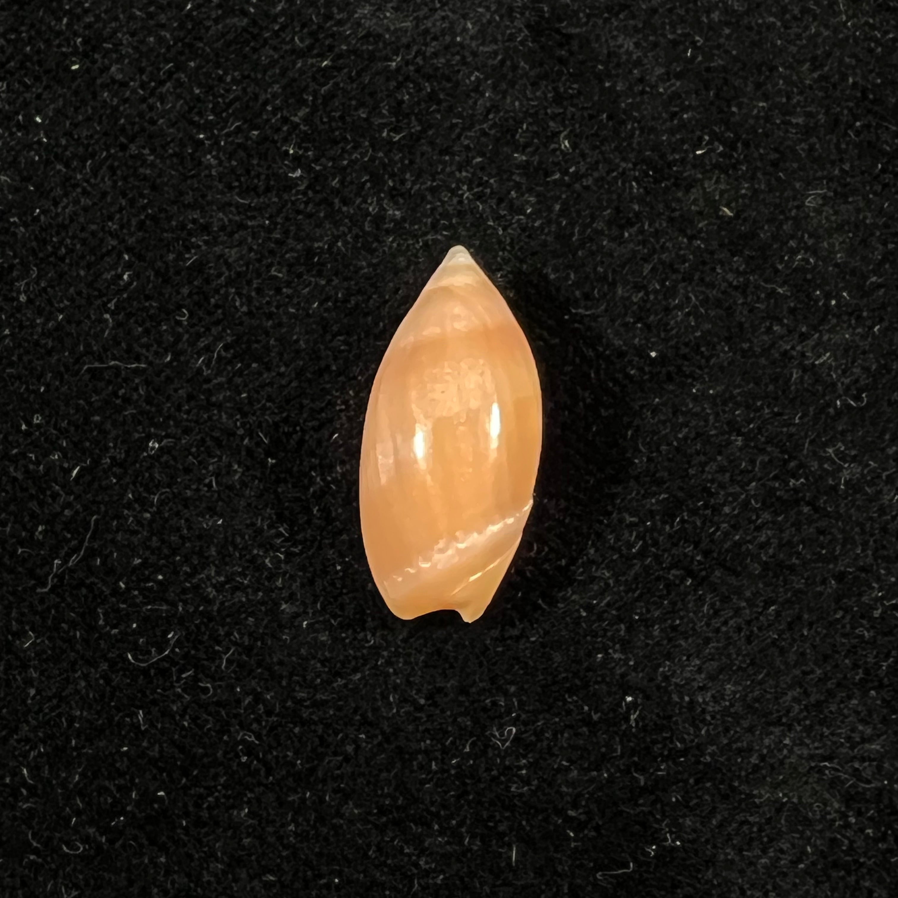 Ancilla matthewsi J. Q. Burch & R. L. Burch, 1967 - 22,3mm