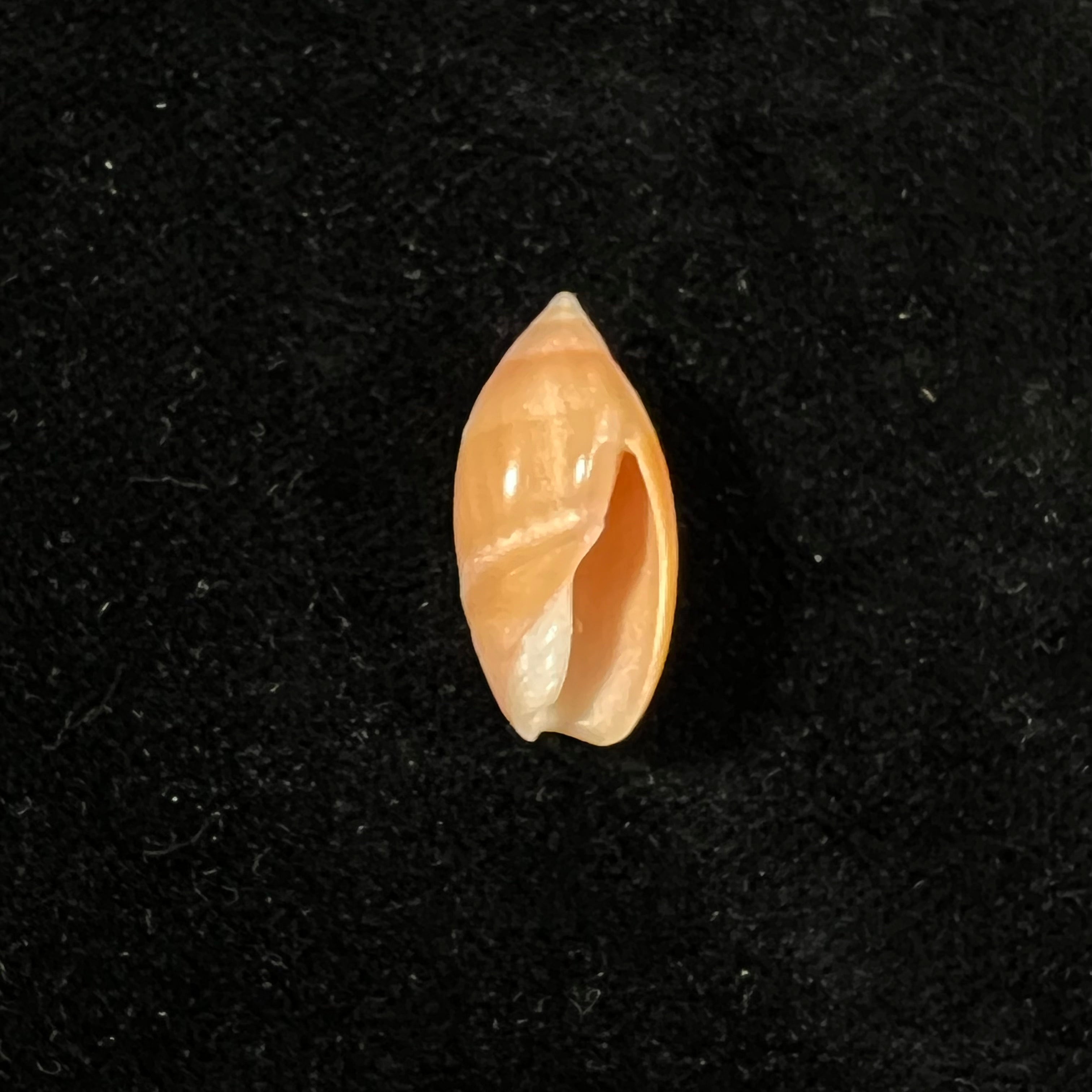 Ancilla matthewsi J. Q. Burch & R. L. Burch, 1967 - 22,3mm