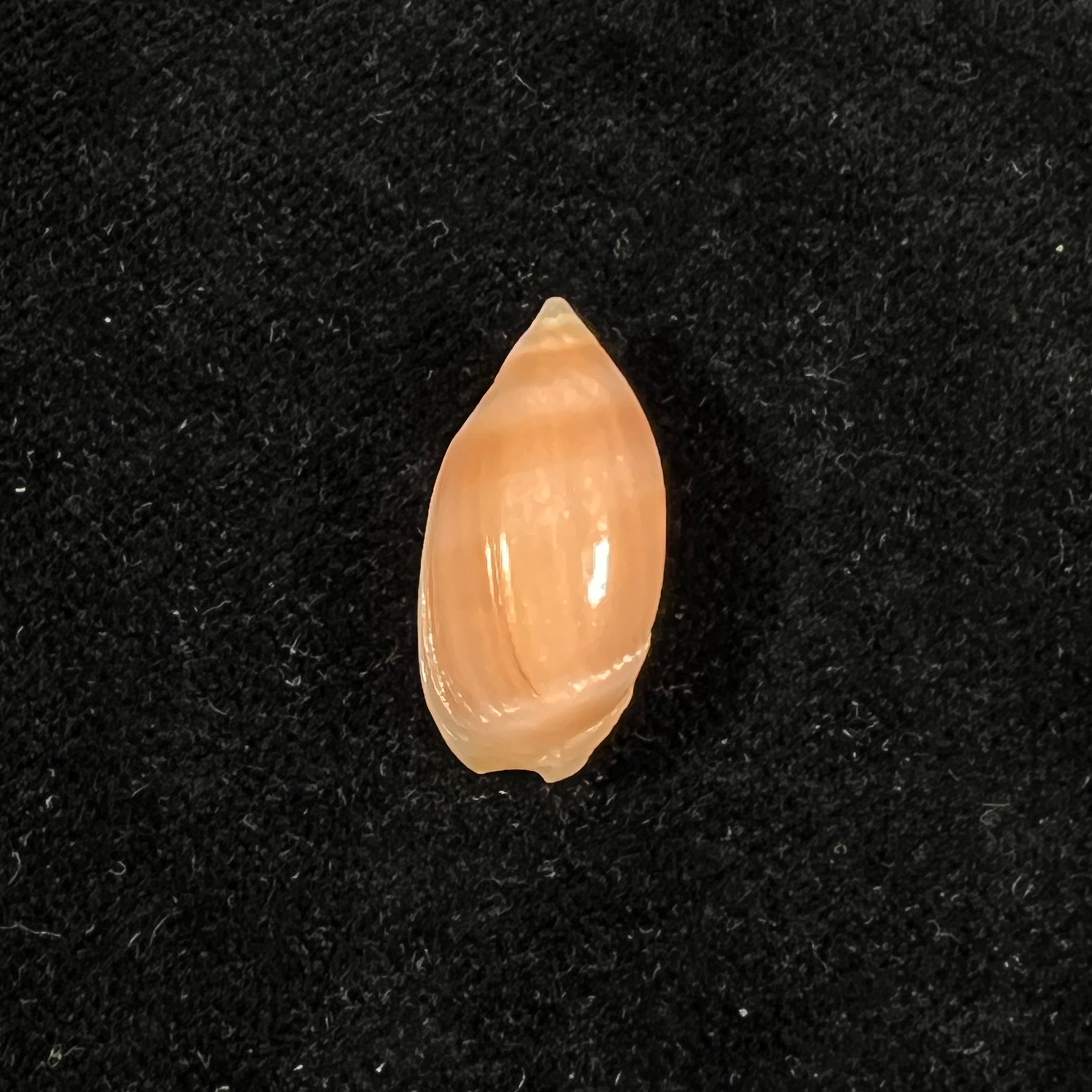 Ancilla matthewsi J. Q. Burch & R. L. Burch, 1967 - 22,6mm