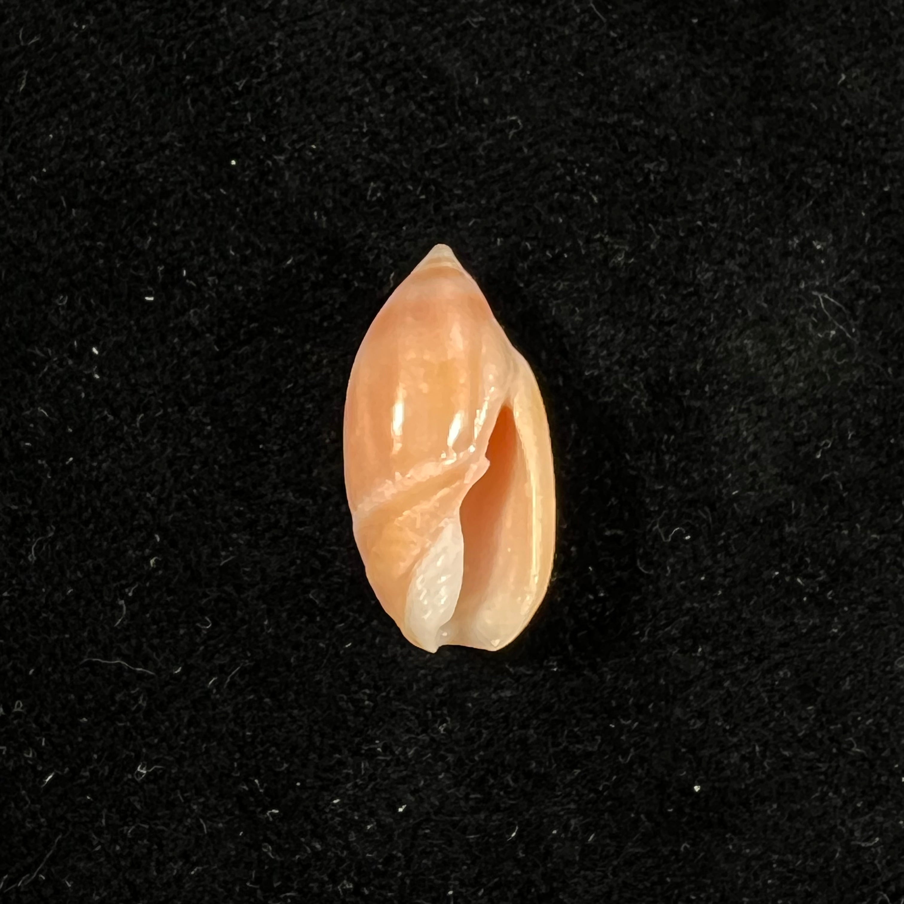 Ancilla matthewsi J. Q. Burch & R. L. Burch, 1967 - 22,6mm