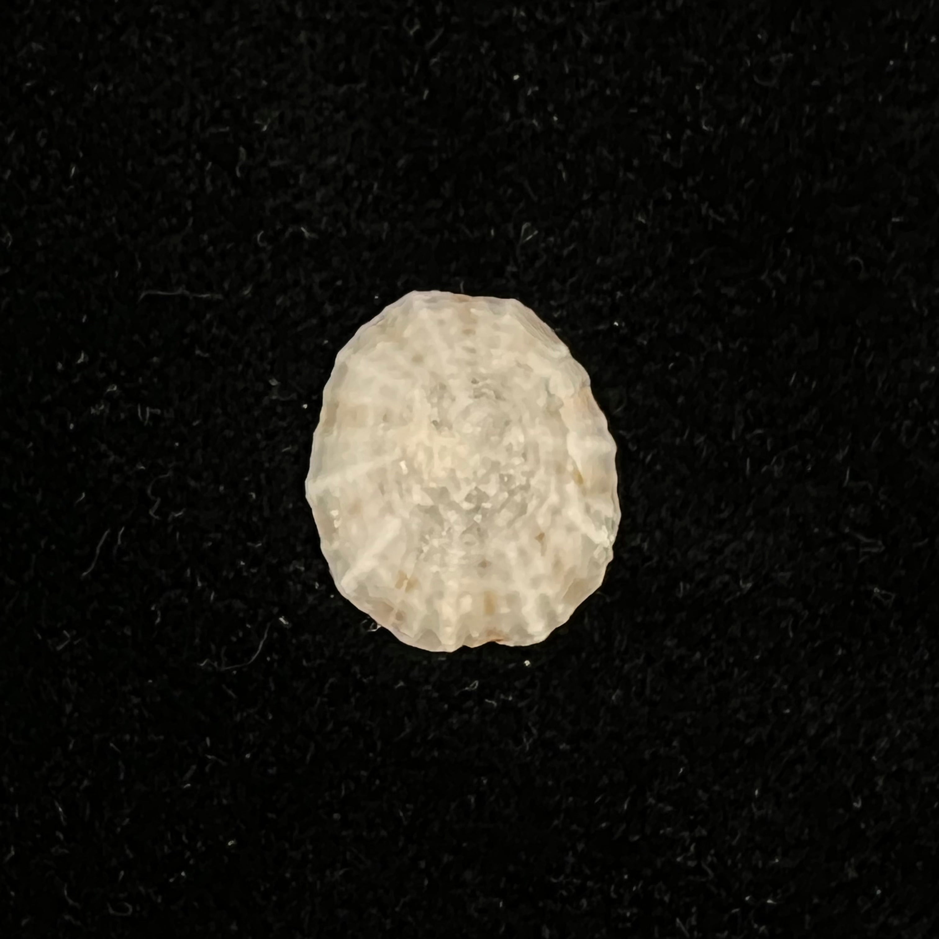 Eoacmaea pustulata (Helbling, 1779) - 17,3mm