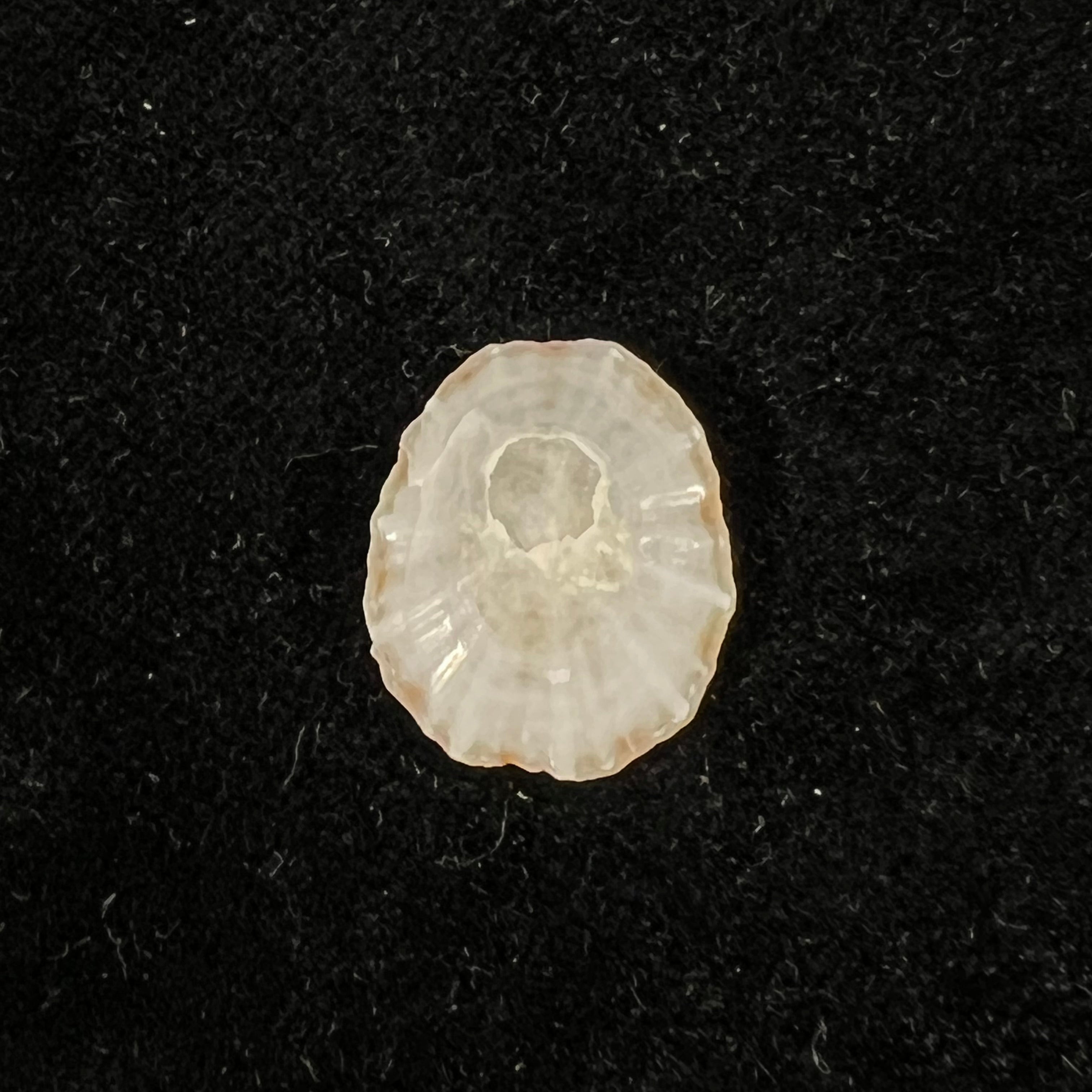 Eoacmaea pustulata (Helbling, 1779) - 17,3mm