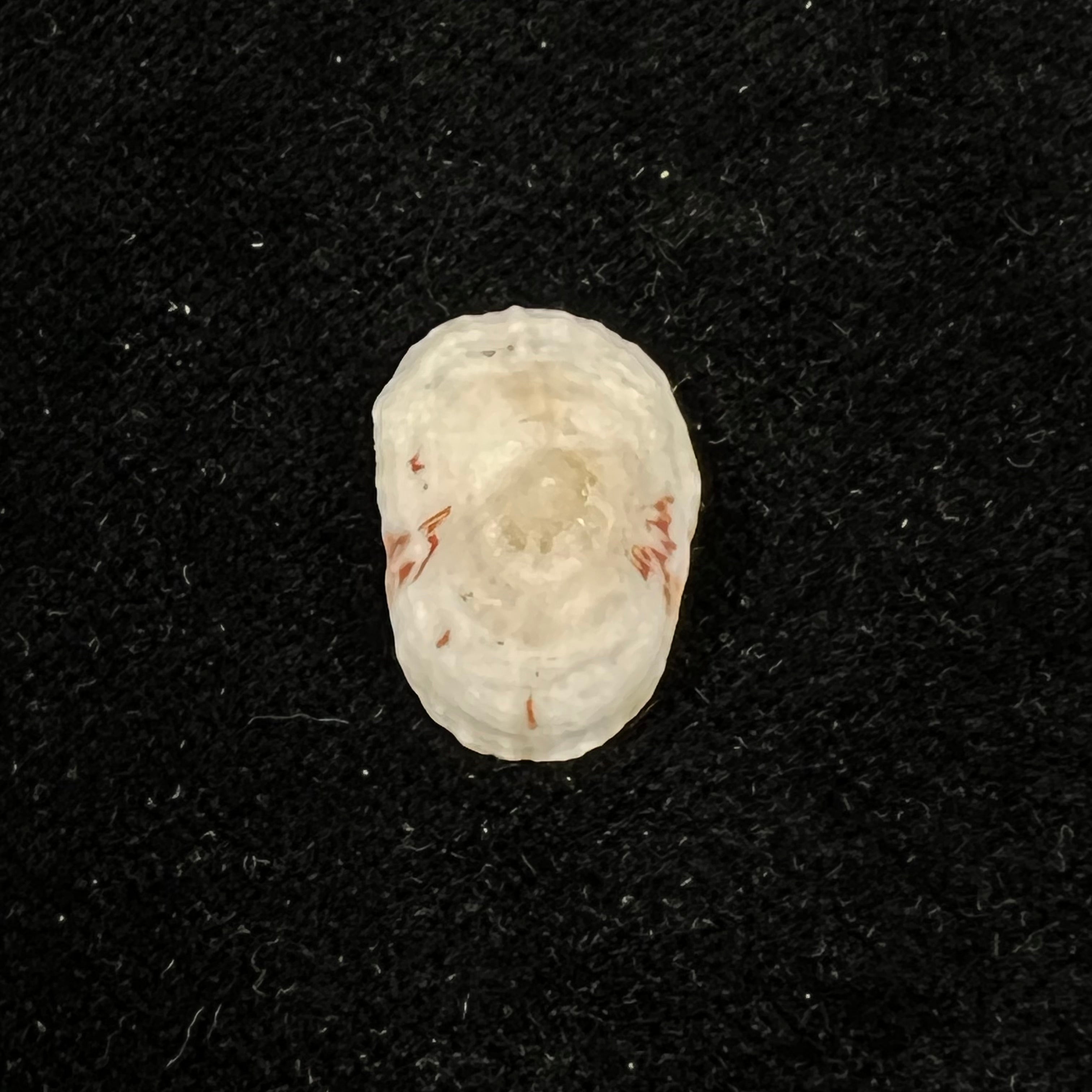 Eoacmaea pustulata (Helbling, 1779) - 19,5mm