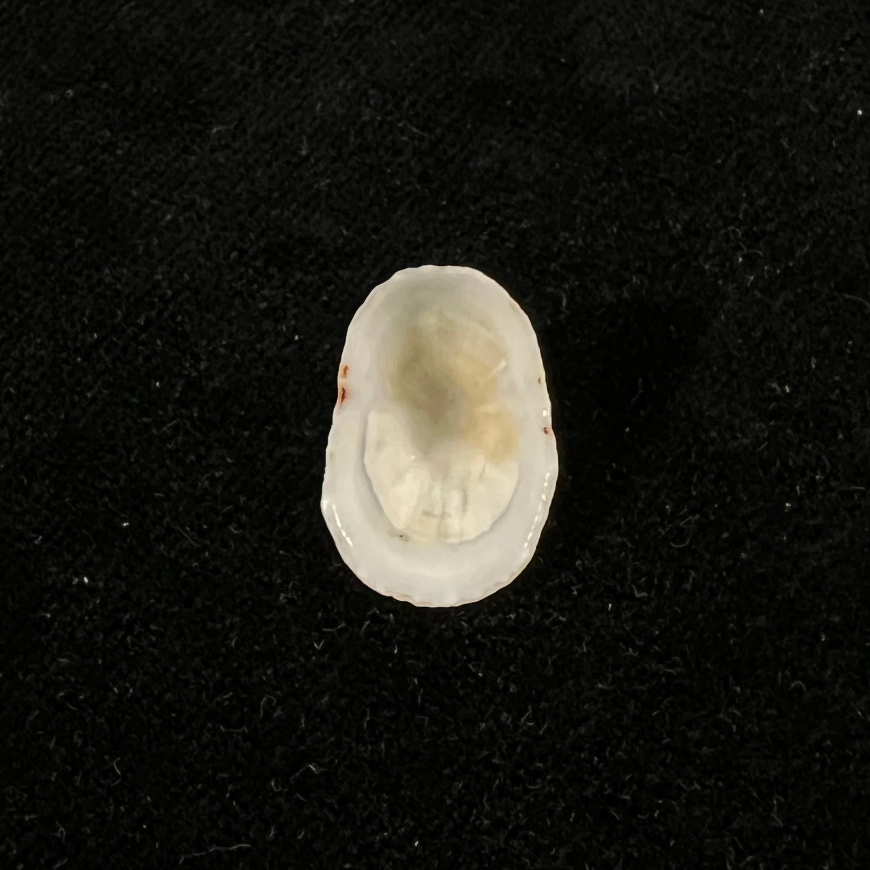 Eoacmaea pustulata (Helbling, 1779) - 19,5mm