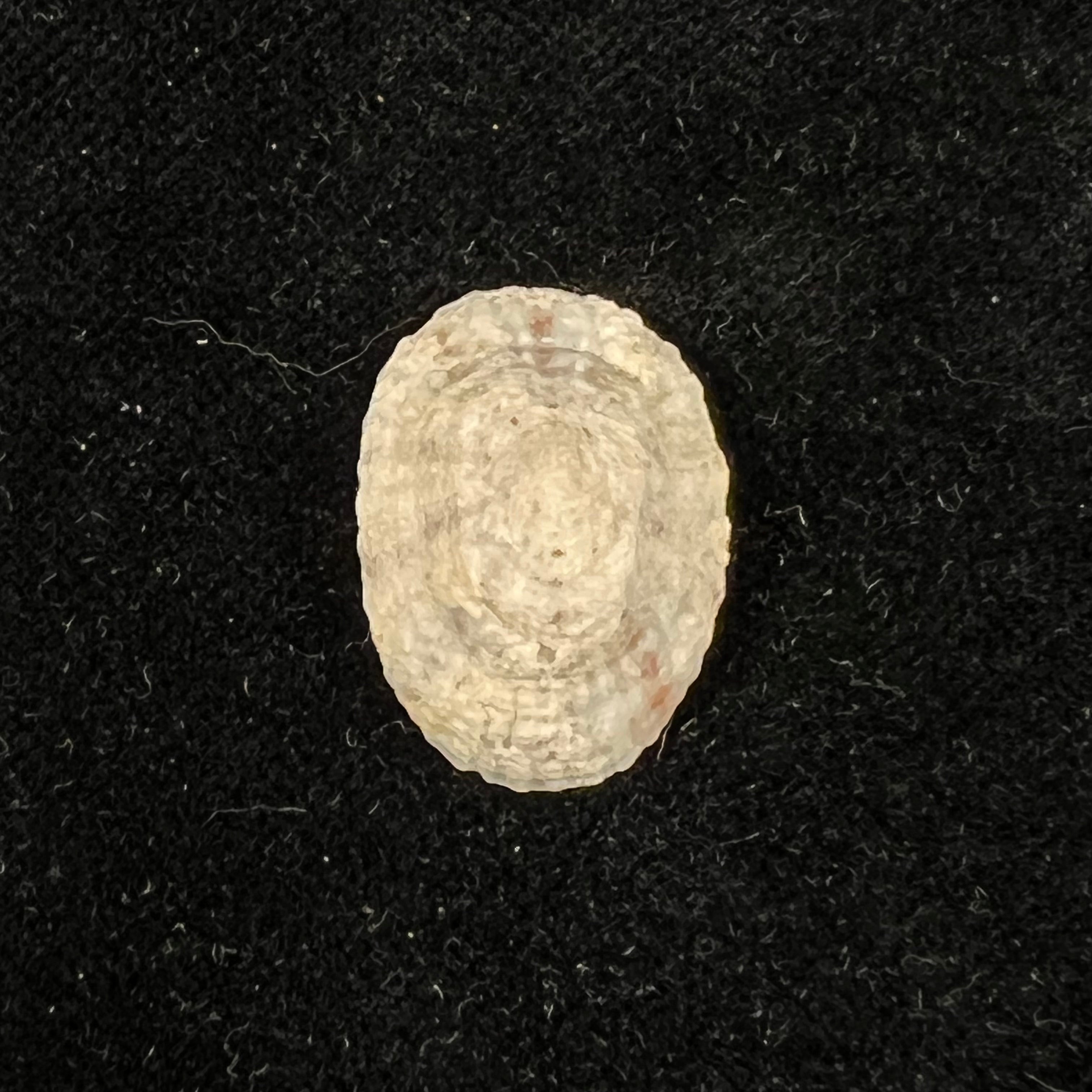 Eoacmaea pustulata (Helbling, 1779) - 22mm