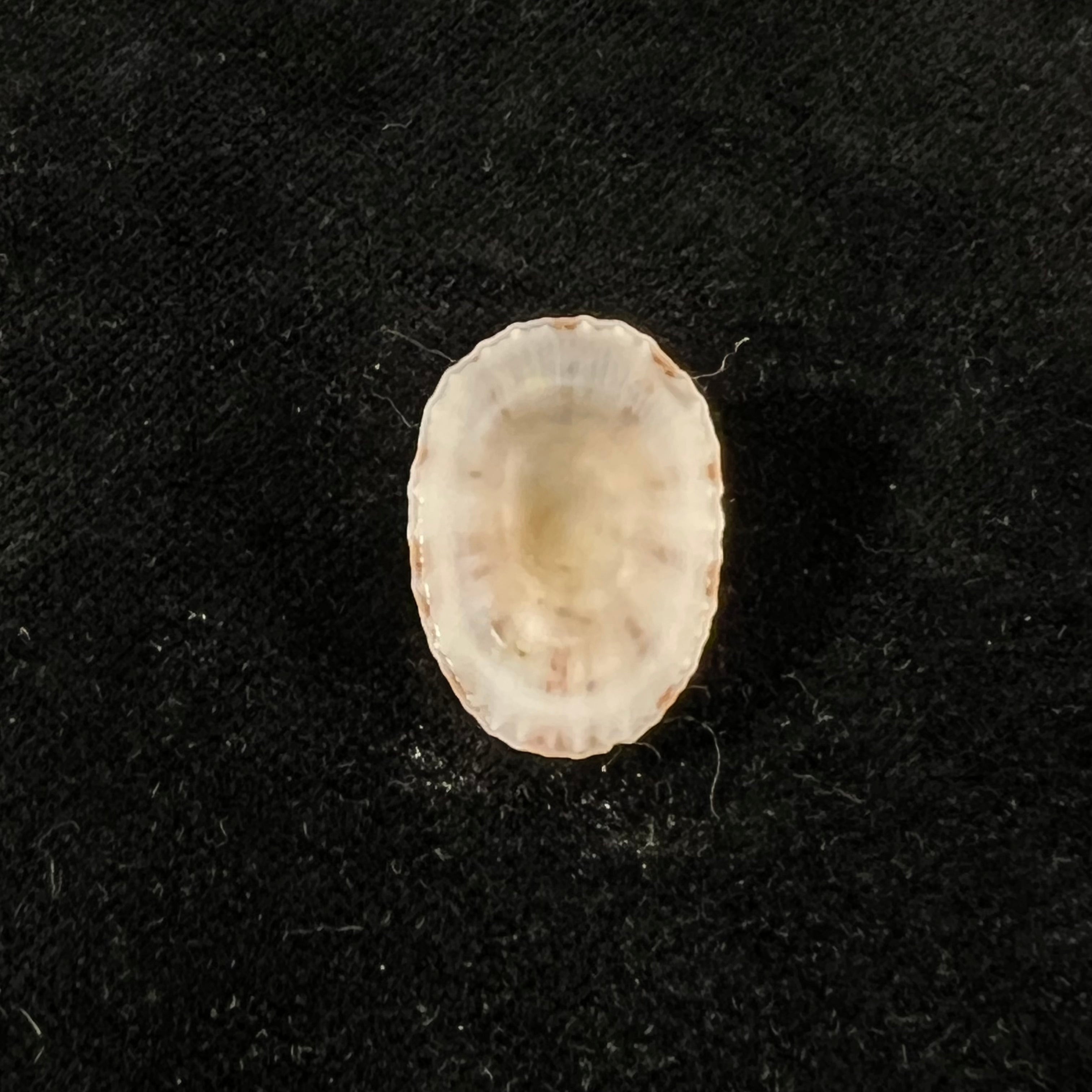Eoacmaea pustulata (Helbling, 1779) - 22mm