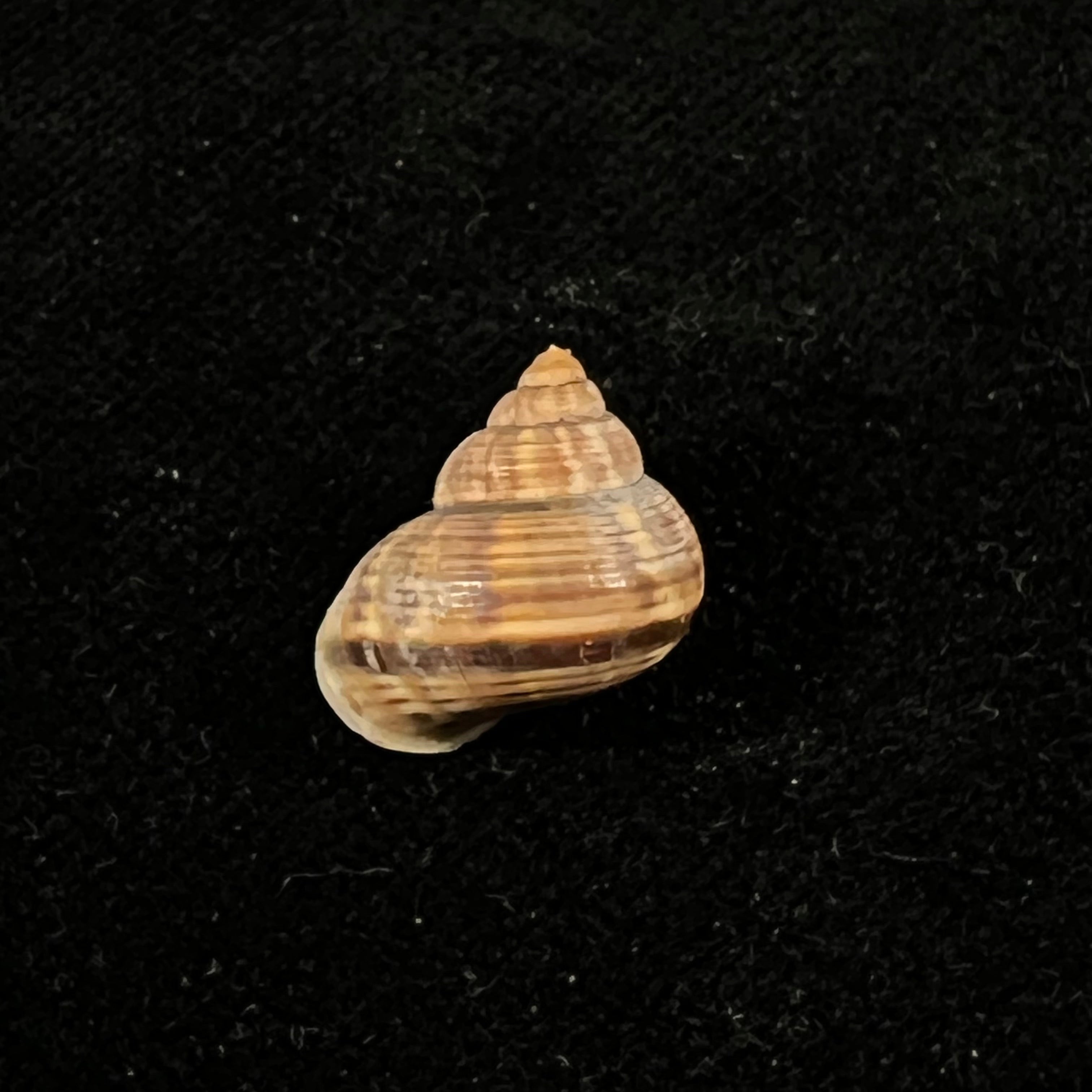 Tropidophora consocia (Pfeiffer, 1848) - 16,3mm