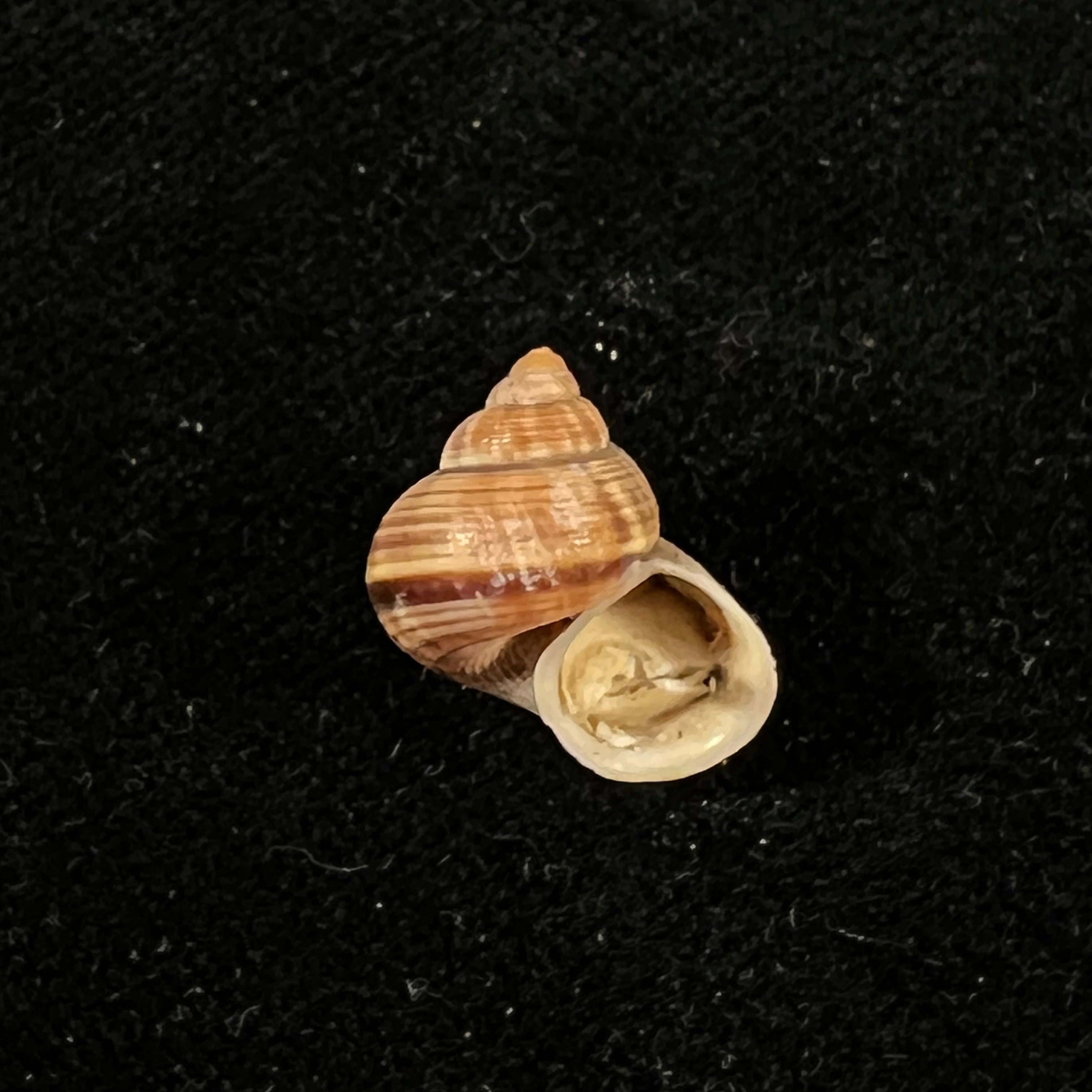 Tropidophora consocia (Pfeiffer, 1848) - 16,3mm