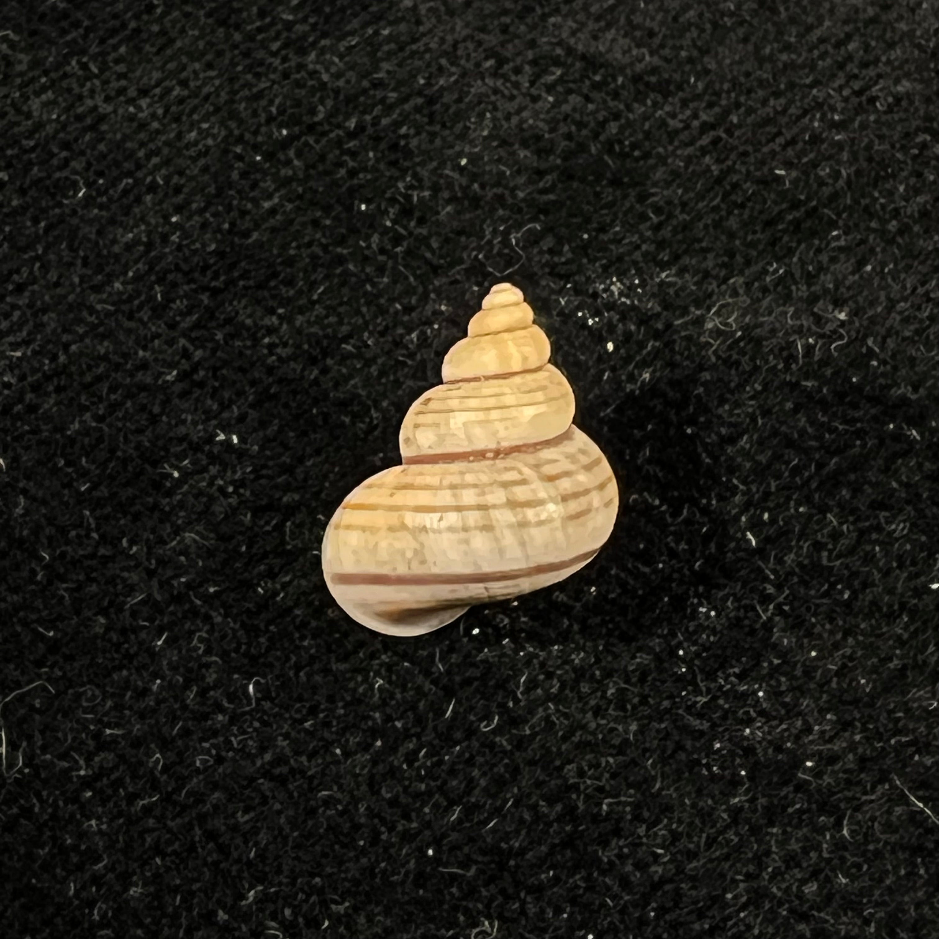 Tropidophora cincinna (G. B. Sowerby I, 1843) - 14,9mm