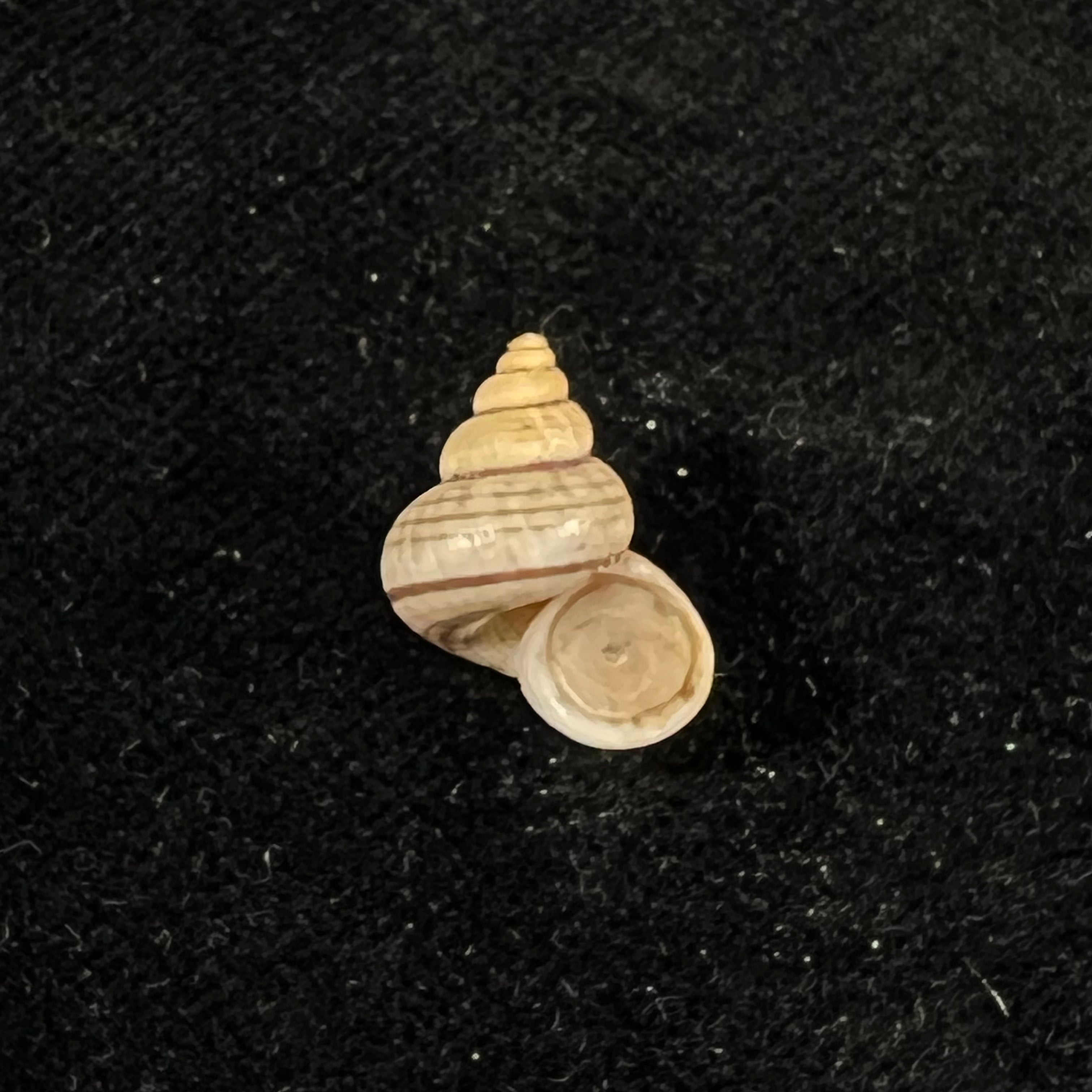 Tropidophora cincinna (G. B. Sowerby I, 1843) - 14,9mm