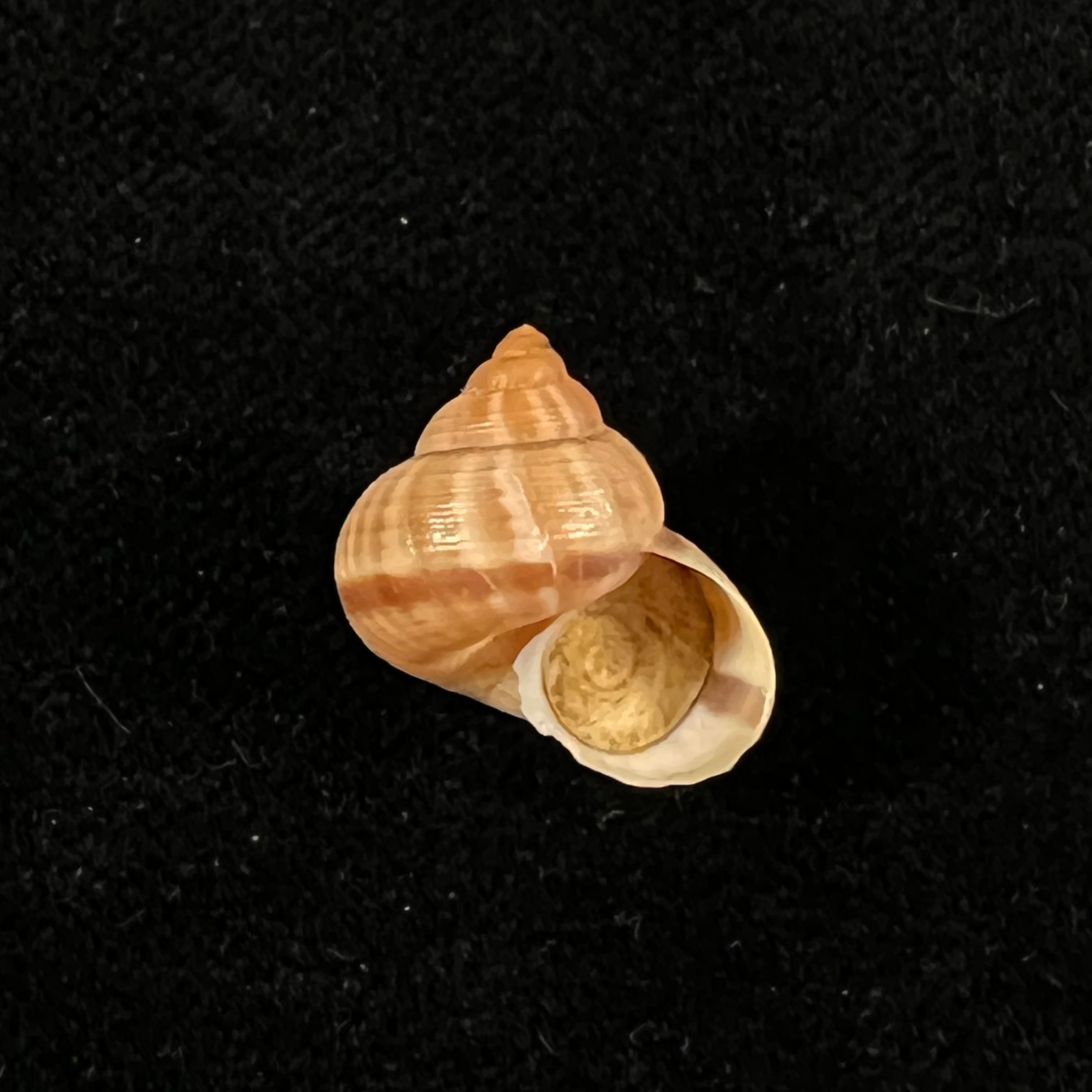 Tropidophora consocia (Pfeiffer, 1848) - 16,5mm