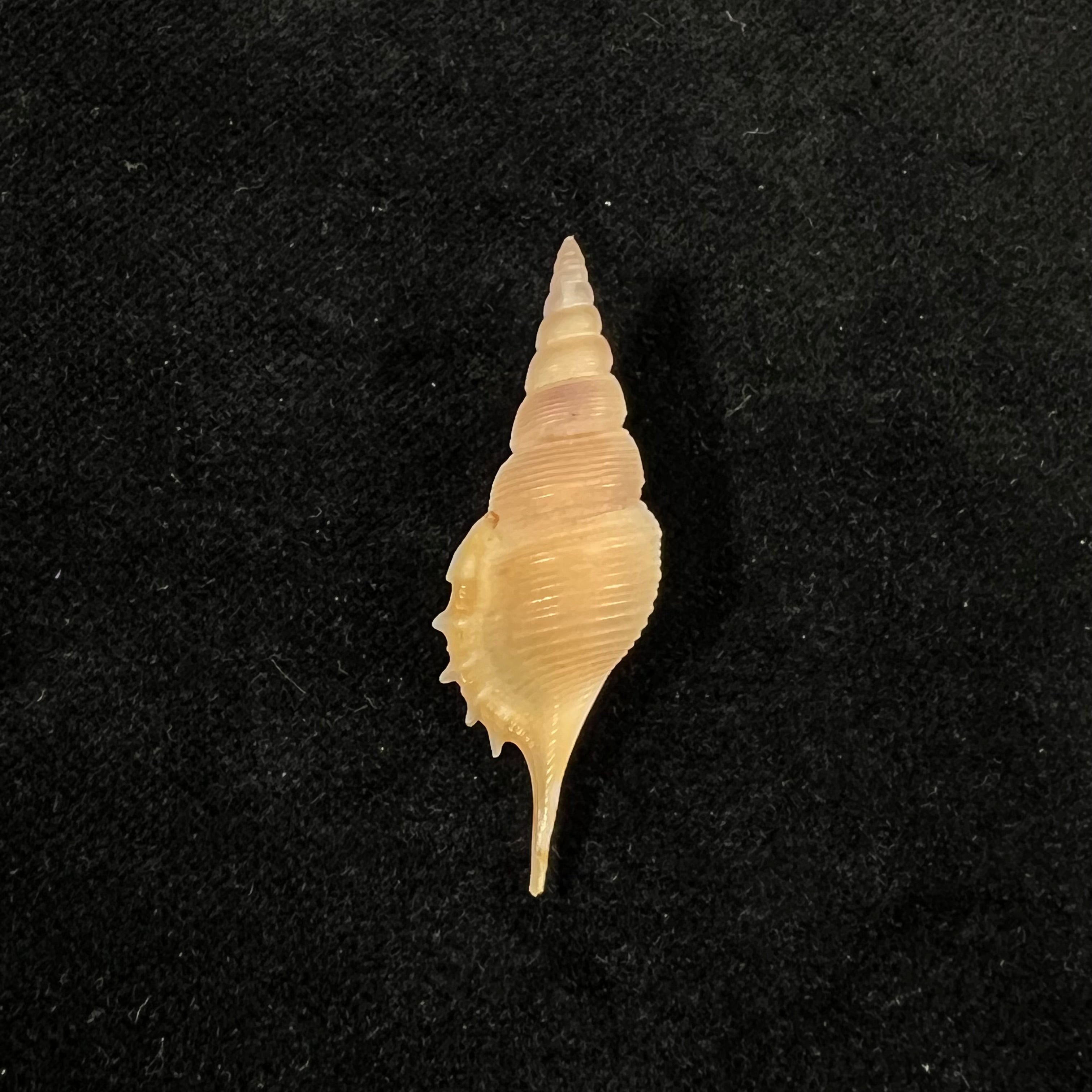 Rimellopsis powisii (Petit de la Saussaye, 1840) - 41,5mm
