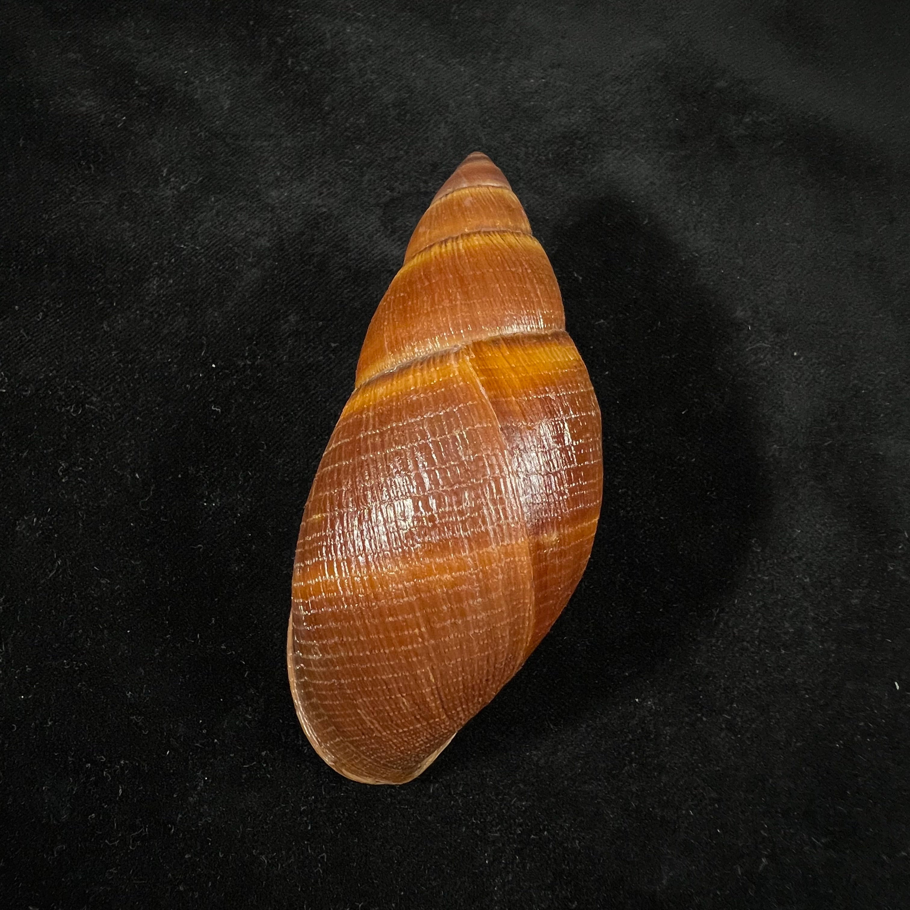 Thaumastus sangoae(Tschudi in Troschel,1852) - 97,6mm